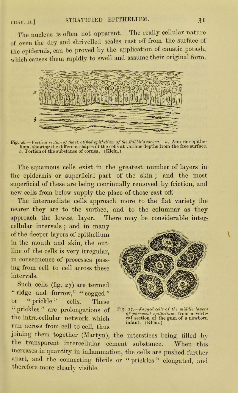 The nucleus is often not apparent. The really cellular nature of even the dry and shrivelled scales cast off from the surface of the epidermis, can be proved by the application of caustic potash, which causes them rapidly to swell and assume their original form. Fig1. 26.— Vertical section of the stratified epithelium of the Rabbit's cornea, a. Anterior epithe- lium, showing the different shapes of the cells at various depths from the free surface. b. Portion of the substance of cornea. (Klein.) The squamous cells exist in the greatest number of layers in the epidermis or superficial part of the skin ; and the most superficial of these are being continually removed by friction, and new cells from below supply the place of those cast off. The intermediate cells approach more to the flat variety the nearer they are to the surface, and to the columnar as they approach the lowest layer. There may be considerable inters cellular intervals ; and in many of the deeper layers of epithelium in the mouth and skin, the out- line of the cells is very irregular, in consequence of processes pass- ing from cell to cell across these intervals. Such cells (fig. 27) are termed “ ridge and furrow,” “ cogged ” or “ prickle ” cells. These “ prickles ” are prolongations of the intra-cellular network which run across from cell to cell, thus joining them together (Martyn), the interstices being filled by the transparent intercellular cement substance. When this increases in quantity in inflammation, the cells are pushed further apart, and the connecting fibrils or “ prickles ” elongated, and therefore more clearlv visible. '//iiiim'*' Fig. 27.—Jagged cells of the middle lagers of pavement epithelium, from a verti- cal section of the gum of a newborn infant. (Klein.)