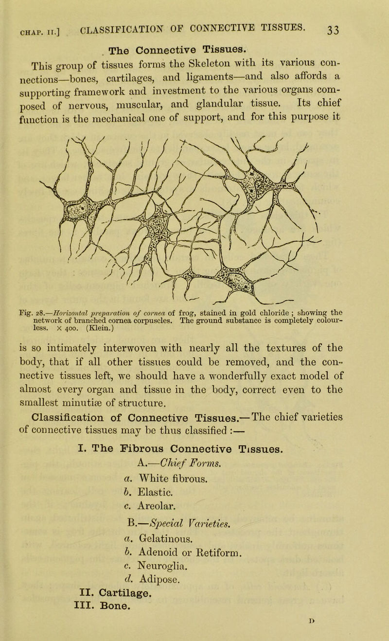 The Connective Tissues. This group of tissues forms the Skeleton with its various con- nections—bones, cartilages, and ligaments—and also affords a supporting framework and investment to the various organs com- posed of nervous, muscular, and glandular tissue. Its chief function is the mechanical one of support, and for this purpose it Fig. 28.—Horizontal preparation of cornea of frog, stained in gold chloride ; showing the network of branched cornea corpuscles. The ground substance is completely colour- less. x 400. (Klein.) is so intimately interwoven with nearly all the textures of the body, that if all other tissues could be removed, and the con™ nective tissues left, we should have a wonderfully exact model of almost every organ and tissue in the body, correct even to the smallest minutice of structure. Classification of Connective Tissues.— The chief varieties of connective tissues may be thus classified :— I. The Fibrous Connective Tissues. A.—Chief Forms. a. White fibrous. b. Elastic. c. Areolar. B.—Special Varieties. а. Gelatinous. б. Adenoid or Retiform. c. Neuroglia. d. Adipose. II. Cartilage. III. Bone. i>