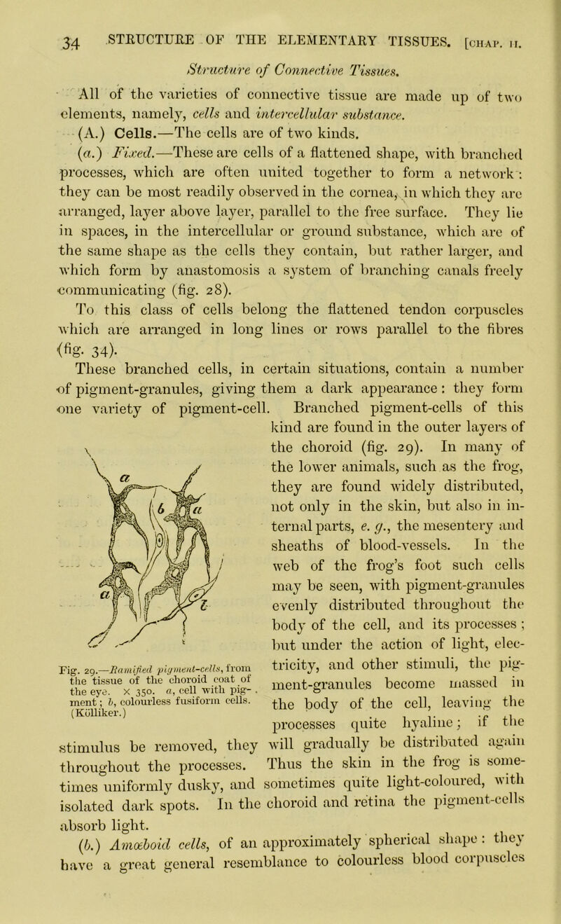 Structure of Connective Tissues. All of the varieties of connective tissue are made up of two elements, namely, cells and intercellular substance. (A.) Cells.—The cells are of two kinds. (a.) Fixed.—These are cells of a flattened shape, with branched processes, which are often united together to form a network : they can be most readily observed in the cornea, in which they are arranged, layer above layer, parallel to the free surface. They lie in spaces, in the intercellular or ground substance, which are of the same shape as the cells they contain, but rather larger, and which form by anastomosis a system of branching canals freely eommunicating (fig. 28). To this class of cells belong the flattened tendon corpuscles which are arranged in long lines or rows parallel to the fibres {%• 34). These branched cells, in certain situations, contain a number of pigment-granules, giving them a dark appearance: they form one variety of pigment-cell. Branched pigment-cells of this kind are found in the outer layers of the choroid (fig. 29). In many of the lower animals, such as the frog, they are found widely distributed, not only in the skin, but also in in- ternal parts, e. (/., the mesentery and sheaths of blood-vessels. I11 the web of the frog’s foot such cells may be seen, with pigment-granules evenly distributed throughout the body of the cell, and its processes ; but under the action of light, elec- Fig. 29.—Bamified pigment-cells, from the tissue of the choroid coat of the eye. X 350. a, cell -with pig- ment ; l>, colourless fusiform cells. (Kolliker.) tricity, and other stimuli, the pig- ment-granules become massed in the body of the cell, leaving the processes quite hyaline; if the stimulus be removed, they will gradually be distributed again throughout the processes. Thus the skin in the frog is some- times uniformly dusky, and sometimes quite light-coloured, with isolated dark spots. In the choroid and retina the pigment-cells absorb light. (b.) Amoeboid cells, of an approximately spherical shape: they have a great general resemblance to colourless blood corpuscles