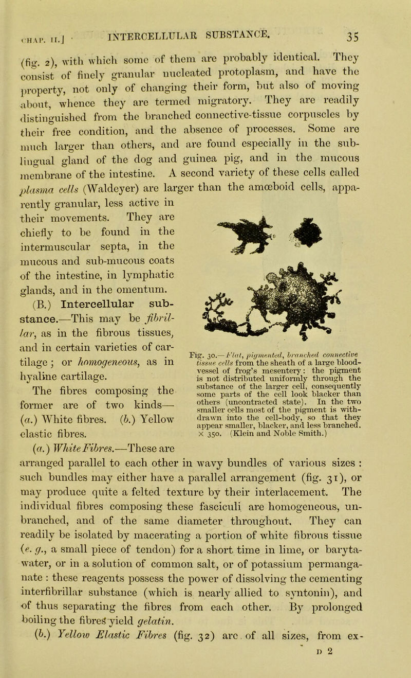 ( HAl*. II.J ‘ (fio-. 2), with which some of them are probably identical. They consist’ of finely granular nucleated protoplasm, and have the property, not only of changing their form, but also of moving about, whence they are termed migratory. They are readily distinguished from the branched connective-tissue corpuscles by their free condition, and the absence of processes. Some are much larger than others, and are found especially in the sub- lingual gland of the dog and guinea pig, and in the mucous membrane of the intestine. A second variety of these cells called plasma cells (Waldeyer) are larger than the amoeboid cells, appa- rently granular, less active in their movements. They are chiefly to be found in the intermuscular septa, in the mucous and sub-mucous coats of the intestine, in lymphatic glands, and in the omentum. (B.) Intercellular sub- stance.—This may be fibril- lar, as in the fibrous tissues, and in certain varieties of car- tilage ; or homogeneous, as in hyaline cartilage. The fibres composing the former are of two kinds— (a.) White fibres. (b.) Yellow elastic fibres. (a.) White Fibres.—These are arranged parallel to each other in wavy bundles of various sizes : such bundles may either have a parallel arrangement (fig. 31), or may produce quite a felted texture by their interlacement. The individual fibres composing these fasciculi are homogeneous, un- branched, and of the same diameter throughout. They can readily be isolated by macerating a portion of white fibrous tissue (?. g., a small piece of tendon) for a short time in lime, or baryta- water, or in a solution of common salt, or of potassium permanga- nate : these reagents possess the power of dissolving the cementing interfibrillar substance (which is nearly allied to syntonin), and of thus separating the fibres from each other. By prolonged boiling the fibres? yield gelatin. (b.) Yellow Elastic Fibres (fig. 32) arc of all sizes, from ex- Fig. 30.— Flat, pigmented, branched connective tissue cells from the sheath of a large blood- vessel of frog’s mesentery: the pigment is not distributed uniformly through the substance of the larger cell, consequently some parts of the cell look blacker than others (uncontracted state). In the two smaller cells most of the pigment is with- drawn into the cell-body, so that they appear smaller, blacker, and less branched. X 350. (Klein and Noble Smith.)