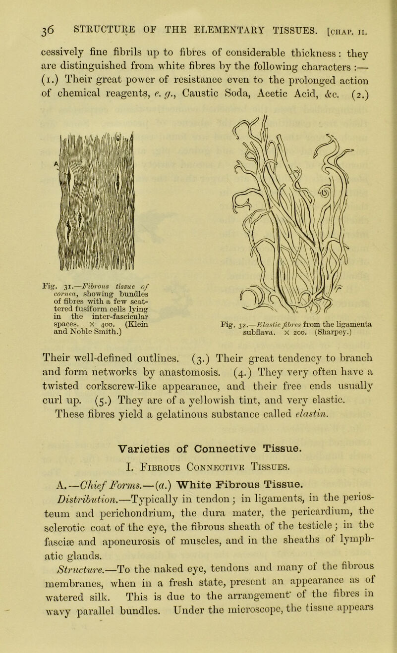 cessively fine fibrils up to fibres of considerable thickness: they are distinguished from white fibres by the following characters :— (i.) Their great power of resistance even to the prolonged action of chemical reagents, e. g., Caustic Soda, Acetic Acid, Ac. (2.) Fig. 31.—Fibrous tissue of cornea, showing bundles of fibres with a few scat- tered fusiform cells lying in the inter-fascicular spaces, x 400. (Klein and Noble Smith.) Their well-defined outlines. (3.) Their great tendency to branch and form networks by anastomosis. (4.) They very often have a twisted corkscrew-like appearance, and their free ends usually curl up. (5.) They are of a yellowish tint, and very elastic. These fibres yield a gelatinous substance called elastin. Varieties of Connective Tissue. I. Fibrous Connective Tissues. A.— Chief Forms.—(a.) White Fibrous Tissue. Distribution.—Typically in tendon; in ligaments, in the perios- teum and perichondrium, the dura mater, the pericardium, the sclerotic coat of the eye, the fibrous sheath of the testicle; in the fasciae and aponeurosis of muscles, and in the sheaths ol lymph- atic glands. Structure.—To the naked eye, tendons and many ot the fibious membranes, when in a fresh state, present an appearance as of watered silk. This is due to the arrangement* of the fibres in wavy parallel bundles. Under the microscope, the tissue appeals