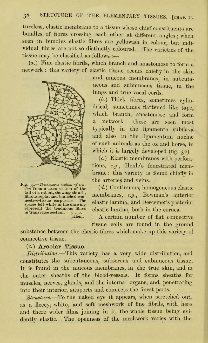 tuicless, elastic membrane to a tissue whose chief constituents are bundles of fibres crossing each other at different angles ; when seen in bundles elastic fibres arc yellowish in colour, but indi- vidual fibres are not so distinctly coloured. The varieties of the tissue may be classified as follows :— (a.) Fine elastic fibrils, which branch and anastomose to form a network : this variety of elastic tissue occurs chiefly in the skin and mucous membranes, in subcuta- neous and submucous tissue, in the lungs and true vocal cords. (6.) Thick fibres, sometimes cylin- drical, sometimes flattened like tape, which branch, anastomose and form a network: these are seen most typically in the ligamenta subflava and also in the ligamentum nuchse of such animals as the ox and horse, in which it is largely developed (fig. 32). (c.) Elastic membranes with perfora- tions, e.g., Henle’s fenestrated mem- brane : this variety is found chiefly in the arteries and veins. membranes, e.g., Bowman’s anterior nective-tissue corpuscles. The pl^mfip In mi Tin nvirl nv spaces left white in the drawing eiabUC idmma> anQ -h'escemei S posteilOl represent the tendinous fibres elastic lamina, both in the cornea, in transverse section, x 250. ’ (Klein. A certain number of flat connective tissue cells are found in the ground substance between the elastic fibres which make up this variety of connective tissue. (c.) Areolar Tissue. Distribution.—This variety has a very wide distribution, and constitutes the subcutaneous, subserous and submucous tissue. It is found in the mucous membranes, in the true skin, and in the outer sheaths of the blood-vessels. It forms sheaths for muscles, nerves, glands, and the internal organs, and, penetrating into their interior, supports and connects the finest parts. Structure.—To the naked eye it appears, when stretched out, as a fleecy, white, and soft meshwork of fine fibrils, with here and there wider films joining in it, the whole tissue being evi- dently elastic. The openness of the meshwork varies with the (d.) Continuous, homogeneous elastic Fig. 35.—Transverse section of ten- don from a cross section of the tail of a rabbit, showing sheath, fibrous septa, and branched con-