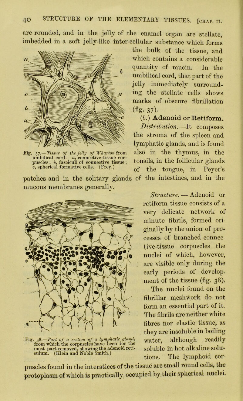 are rounded, and in the jelly of the enamel organ are stellate, imbedded in a soft jelly-like inter-cellular substance which forms the bulk of the tissue, and which contains a considerable Fig. 37.—Tissue of the jelly of Wharton from umbilical cord, a, connective-tissue cor- puscles ; h, fasciculi of connective tissue; c, spherical formative cells. (Frey.) patches and in the solitary glands mucous membranes generally. quantity of mucin. In the umbilical cord, that part of the jelly immediately surround- ing the stellate cells shows marks of obscure fibrillation (% 37)- (b.) Adenoid orRetiform. Distribution.—It composes the stroma of the spleen and lymphatic glands, and is found also in the thymus, in the tonsils, ill the follicular glands of the tongue, in Peyer’s of the intestines, and in the Fig. 38.—Part of a section of a lymphatic yland, from which the corpuscles have been for the most part removed, showing the adenoid reti- culum. (Klein and Noble Smith.) Structure. — Adenoid or retiform tissue consists of a very delicate network of minute fibrils, formed ori- ginally by the union of pro- cesses of branched connec- tive-tissue corpuscles the nuclei of which, however, are visible only during the early periods of develop- ment of the tissue (fig. 38). The nuclei found on the fibrillar mesliwork do not form an essential part of it. The fibrils are neither white fibres nor elastic tissue, as they are insoluble in boiling water, although readily soluble in hot alkaline solu- tions. The lymphoid cor- puscles found in the interstices of the tissue are small round cells, the protoplasm of which is practically occupied by their.spherical nuclei.