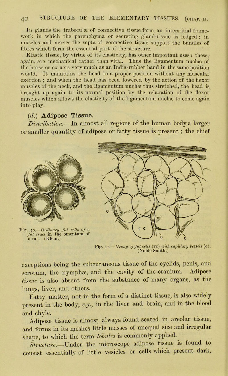 In glands tlie trabeculae of connective tissue form an interstitial frame- work in which the parenchyma or secreting gland-tissue is lodged: in muscles and nerves the septa of connective tissue support the bundles of fibres which form the essential part of the structure. Elastic tissue, by virtue of its elasticity, has other important uses : these, again, arc mechanical rather than vital. Thus the ligamentum nuchse of the horse or ox acts very much as an India-rubber band in the same position would. It maintains the head in a proper position without any muscular exertion ; and when the head has been lowered by the action of the flexor muscles of the neck, and the ligamentum nuchfe thus stretched, the head is brought up again to its normal position by the relaxation of the flexor muscles which allows the elasticity of the ligamentum nuchte to come again into play. (c/.) Adipose Tissue. Distribution.—In almost all regions of the human body a larger or smaller quantity of adipose or fatty tissue is present; the chief Fig1. 41.— Group of fat cells (fc) with capillary vessels (c). (Noble Smith.) exceptions being the subcutaneous tissue of the eyelids, penis, and scrotum, the nymphse, and the cavity of the cranium. Adipose tissue is also absent from the substance of many organs, as the lungs, liver, and others. Fatty matter, not in the form of a distinct tissue, is also widely present in the body, <?.</., in the liver and brain, and in the blood and chyle. Adipose tissue is almost always found seated in areolar tissue, and forms in its meshes little masses of unequal size and irregular shape, to which the term lobules is commonly applied. Structure.—Under the microscope adipose tissue is found to consist essentially of little vesicles or cells which present dark,