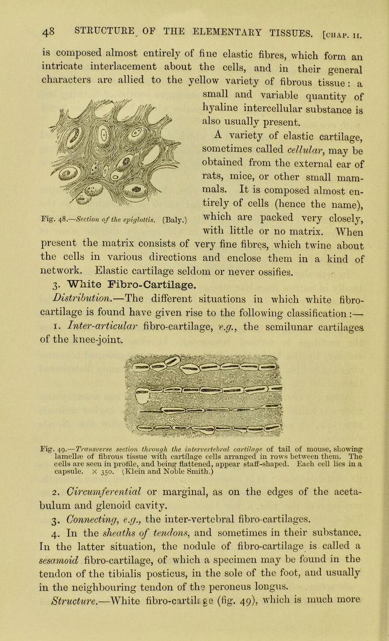 is composed almost entirely of fine elastic fibres, which form an intricate interlacement about the cells, and in their general characters are allied to the yellow variety of fibrous tissue : a small and variable quantity of hyaline intercellular substance is also usually present. A variety of elastic cartilage, sometimes called cellular, may be obtained from the external ear of rats, mice, or other small mam- mals. It is composed almost en- tirely of cells (hence the name), which are packed very closely, with little or no matrix. When present the matrix consists of very fine fibres, which twine about the cells in various directions and enclose them in a kind of network. Elastic cartilage seldom or never ossifies. 3. White Fibro-Cartilage. Distribution.—The different situations in which white fibro- cartilage is found have given rise to the following classification :— 1. Inter-articular fibro-cartilage, e.g., the semilunar cartilages of the knee-joint. Fig1. 49.— Ti'ansverse section through the intervertebral cartilage of tail of mouse, showing* lamellae of fibrous tissue with cartilage cells arranged in rows between them. The cells are seen in profile, and being flattened, appear staff-shaped. Each cell lies in a capsule, x 350. (Klein and Noble Smith.) 2. Circumferential or marginal, as on the edges of the aceta- bulum and glenoid cavity. 3. Connecting, e.g., the inter-vertebral fibro-cartilages. 4. In the sheaths of tendons, and sometimes in their substance. I11 the latter situation, the nodule of fibro-cartilage is called a sesamoid fibro-cartilage, of which a specimen may be found in the tendon of the tibialis posticus, in the sole of the foot, and usually in the neighbouring tendon of the peroneus longus. Structure.—White fibro-cartik ge (fig. 49), which is much more