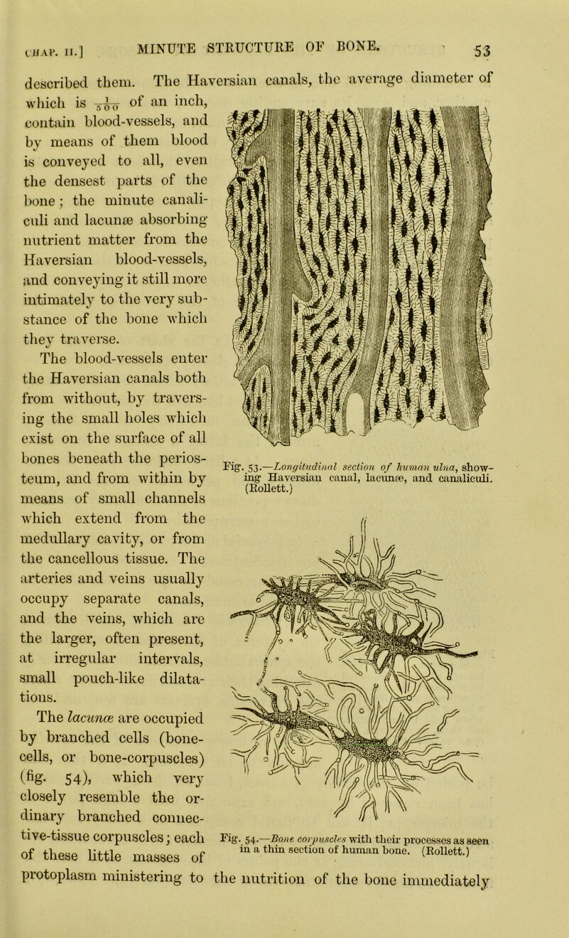 MINUTE STRUCTURE OF BONE. described them. The Haversian canals, the avciage diiimetei of which is of an inch, Fig. 53.—Longitudinal section of human ulna, show- ing Haversian canal, lacunte, and canaliculi. (Rollett.) contain blood-vessels, and by means of them blood is conveyed to all, even the densest parts of the bone; the minute canali- culi and lacunae absorbing nutrient matter from the Haversian blood-vessels, and conveying it still more intimately to the very sub- stance of the bone which they traverse. The blood-vessels enter the Haversian canals both from without, by travers- ing the small holes which exist on the surface of all bones beneath the perios- teum, and from within by means of small channels which extend from the medullary cavity, or from the cancellous tissue. The arteries and veins usually occupy separate canals, and the veins, which are the larger, often present, at irregular intervals, small pouch-like dilata- tions. The lacunce are occupied by branched cells (bone- cells, or bone-corpuscles) (fig. 54), which very closely resemble the or- dinary branched connec- tive-tissue Corpuscles j each Fig. 54.—Bone corpuscles with their processes as seen Of these little masses of m a thin section of human bone. (Rollett.) protoplasm ministering to the nutrition of the bone immediately