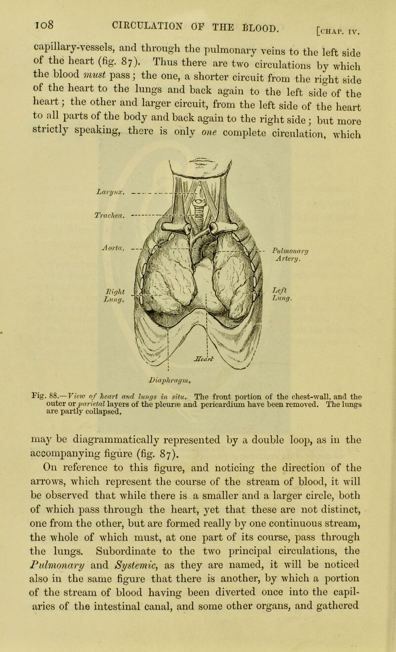 capillaiy-vessels, and through the pulmonary veins to the left side of the heart (fig. 87). Thus there are two circulations by which the blood must pass; the one, a shorter circuit from the right side of the heart to the lungs and back again to the left side of the heart; the other and larger circuit, from the left side of the heart to all parts of the body and back again to the right side; but more strictly speaking, there is only one complete circulation, which Pulmonary Artery. Left Lung. Fig. 88.—View of heart ancl licvgs in situ. The front portion of the chest-wall, and the outer or parietal layers of the pleurae and pericardium have been removed. The lungs are partly collapsed. may be diagrammatically represented by a double loop, as in the accompanying figure (fig. 87). O11 reference to this figure, and noticing the direction of the arrows, which represent the course of the stream of blood, it will be observed that while there is a smaller and a larger circle, both of which pass through the heart, yet that these are not distinct, one from the other, but are formed really by one continuous stream, the whole of which must, at one part of its course, pass through the lungs. Subordinate to the two principal circulations, the Pulmonary and Systemic, as they are named, it will be noticed also in the same figure that there is another, by which a portion of the stream of blood having been diverted once into the capil- aries of the intestinal canal, and some other organs, and gathered