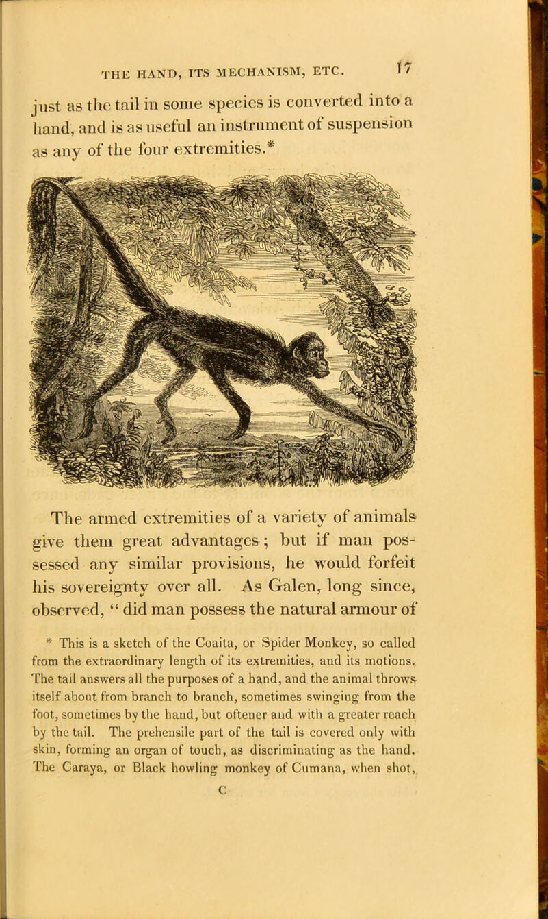 THE HAND, ITS MECHANISM, ETC. just as the tail in some species is converted into a hand, and is as useful an instrument of suspension as any of the four extremities.* The armed extremities of a variety of animals give them great advantages ; but if man pos- sessed any similar provisions, he would forfeit his sovereignty over all. As Galen, long since, observed, “ did man possess the natural armour of * This is a sketch of the Coaita, or Spider Monkey, so called from the extraordinary length of its extremities, and its motions. The tail answers all the purposes of a hand, and the animal throws itself about from branch to branch, sometimes swinging from the foot, sometimes by the hand, but oftener and with a greater reach by the tail. The prehensile part of the tail is covered only with skin, forming an organ of touch, as discriminating as the hand. The Caraya, or Black howling monkey of Cumana, when shot,