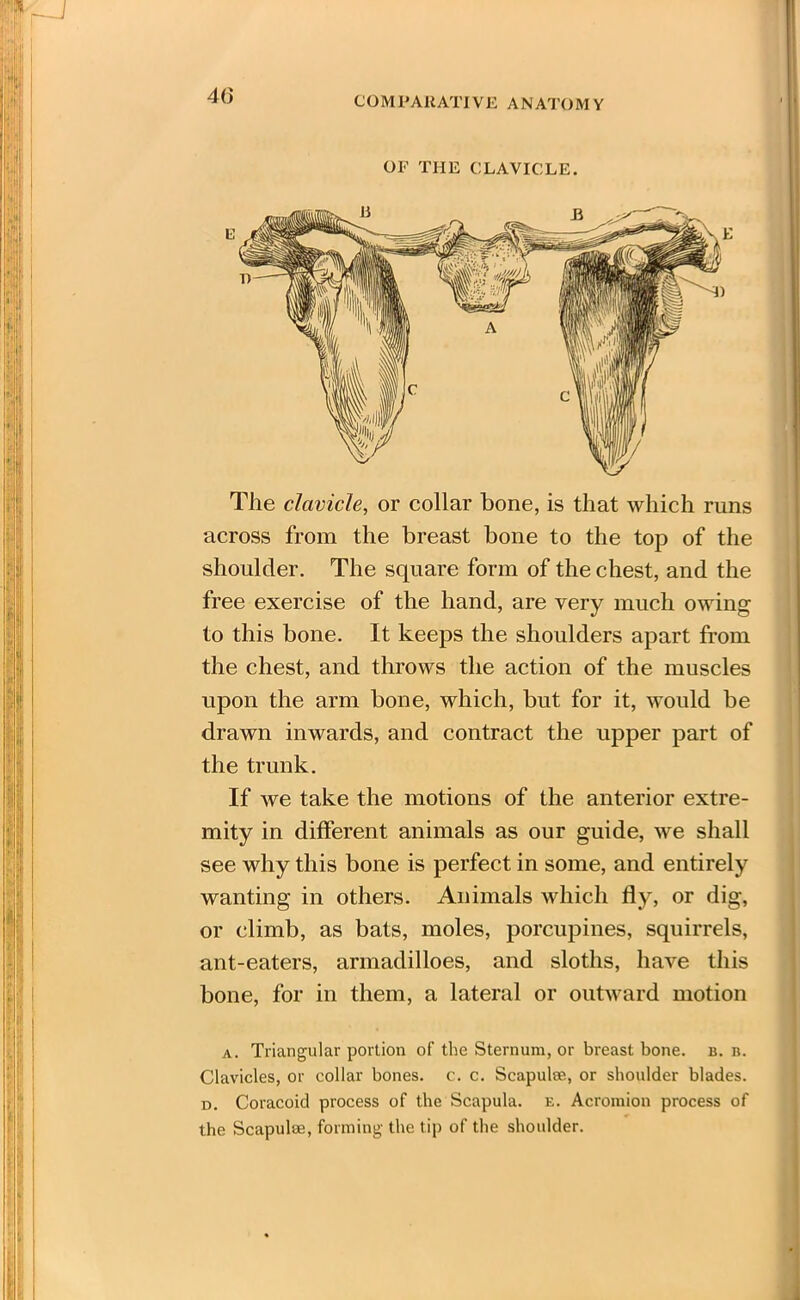 OF THE CLAVICLE. The clavicle, or collar bone, is that which runs across from the breast bone to the top of the shoulder. The square form of the chest, and the free exercise of the hand, are very much owing to this bone. It keeps the shoulders apart from the chest, and throws the action of the muscles upon the arm bone, which, but for it, would be drawn inwards, and contract the upper part of the trunk. If we take the motions of the anterior extre- mity in different animals as our guide, we shall see why this bone is perfect in some, and entirely wanting in others. Animals which fly, or dig, or climb, as bats, moles, porcupines, squirrels, ant-eaters, armadilloes, and sloths, have this bone, for in them, a lateral or outward motion a. Triangular portion of the Sternum, or breast bone. b. b. Clavicles, or collar bones, c. c. Scapulae, or shoulder blades. d. Coracoid process of the Scapula, e. Acromion process of the Scapulae, forming the tip of the shoulder.