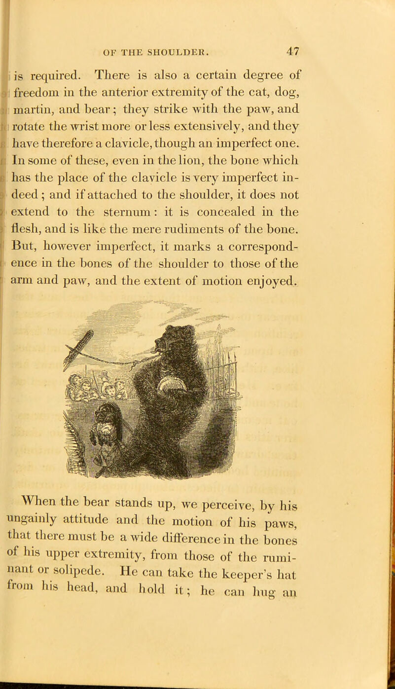 is required. There is also a certain degree of freedom in the anterior extremity of the cat, dog, martin, and bear; they strike with the paw, and rotate the wrist more or less extensively, and they have therefore a clavicle, though an imperfect one. In some of these, even in the lion, the bone which has the place of the clavicle is very imperfect in- deed ; and if attached to the shoulder, it does not extend to the sternum: it is concealed in the flesh, and is like the mere rudiments of the bone. But, however imperfect, it marks a correspond- ence in the bones of the shoulder to those of the arm and paw, and the extent of motion enjoyed. When the bear stands up, we perceive, by his ungainly attitude and the motion of his paws, that there must be a wide difference in the bones of his upper extremity, from those of the rumi- nant 01 solipede. He can take the keeper’s hat from his head, and hold it; he can hug an