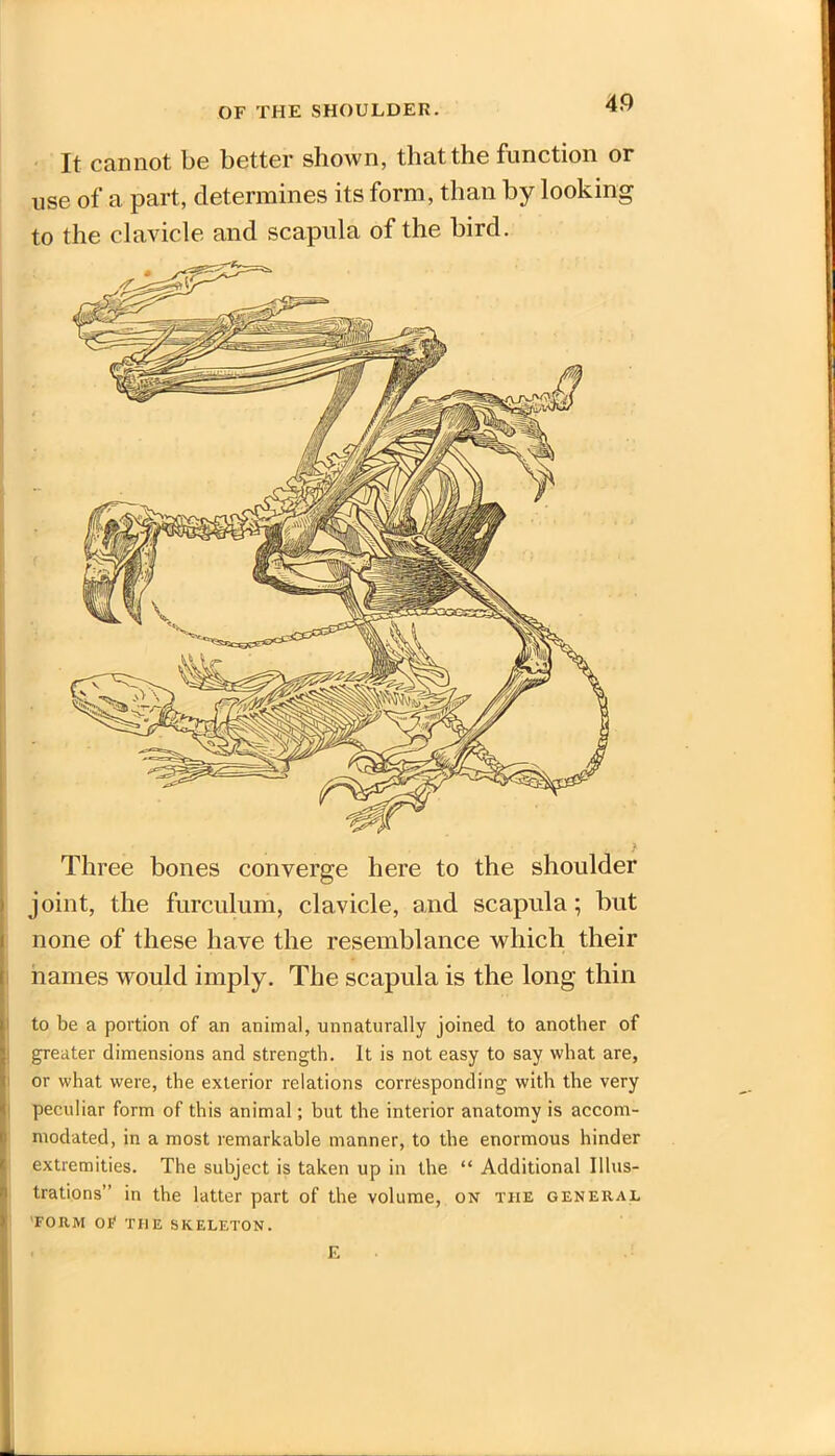 It cannot be better shown, that the function or use of a part, determines its form, than by looking to the clavicle and scapula of the bird. Three bones converge here to the shoulder joint, the furculum, clavicle, and scapula; but none of these have the resemblance which their names would imply. The scapula is the long thin to be a portion of an animal, unnaturally joined to another of greater dimensions and strength. It is not easy to say what are, or what were, the exterior relations corresponding with the very peculiar form of this animal; but the interior anatomy is accom- modated, in a most remarkable manner, to the enormous hinder extremities. The subject is taken up in the “ Additional Illus- trations” in the latter part of the volume, on the general FORM Of THE SKELETON. E