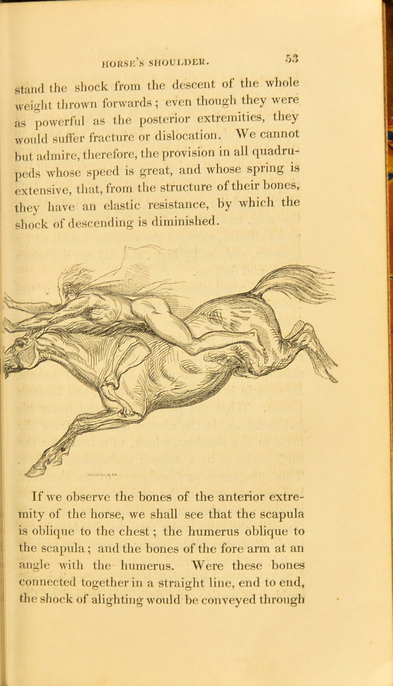 stand the shock from the descent of the whole weight thrown forwards; even though they were as powerful as the posterior extremities, they would suffer fracture or dislocation. We cannot but admire, therefore, the provision in all quadru- peds whose speed is great, and whose spring is extensive, that, from the structure of their bones, they have an elastic resistance, by which the shock of descending is diminished. If we observe the bones of the anterior extre- mity of the horse, we shall see that the scapula is oblique to the chest; the humerus oblique to the scapula; and the bones of the fore arm at an angle with the humerus. Were these bones connected together in a straight line, end to end, the shock of alighting would be conveyed through