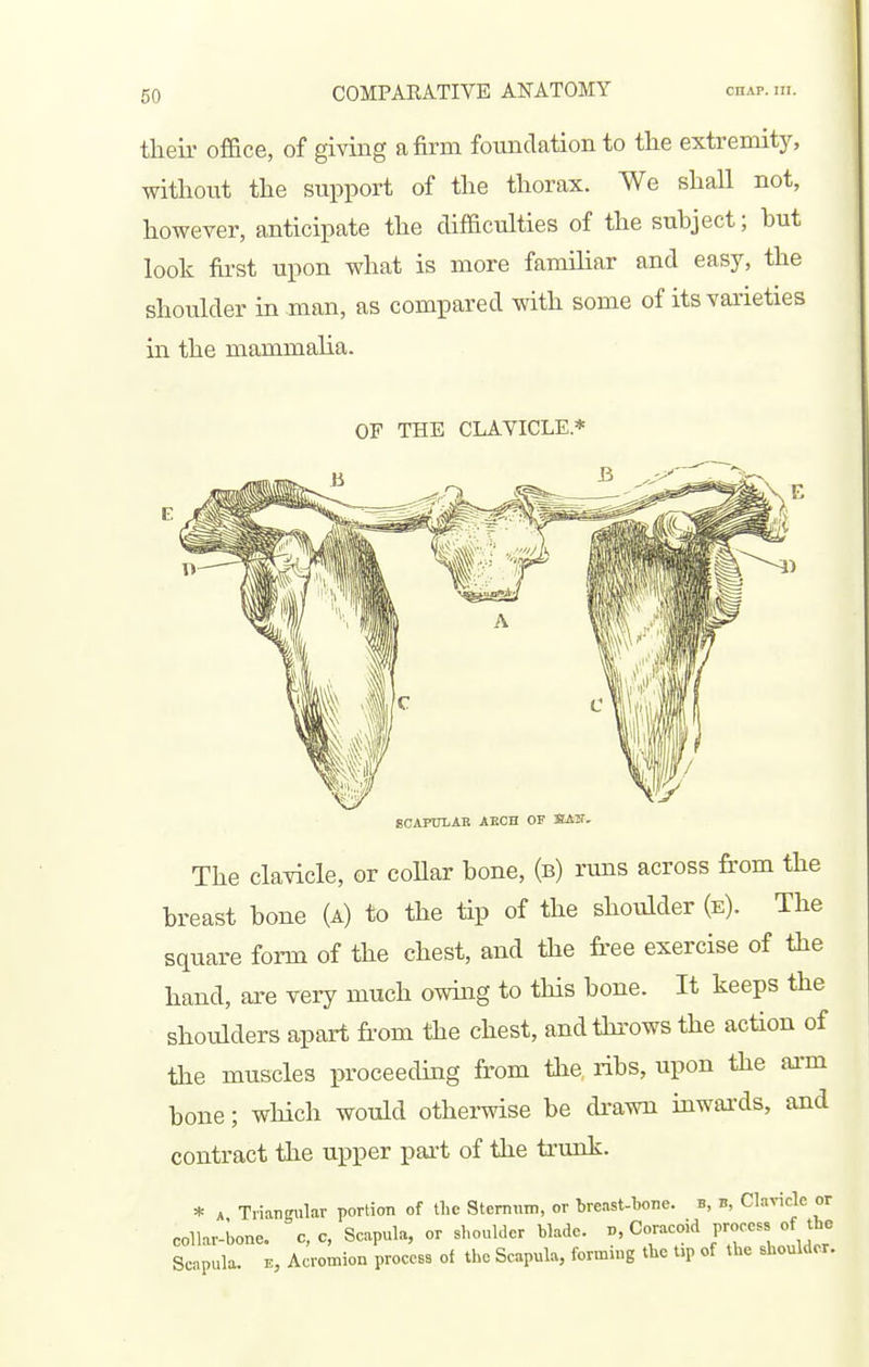 theii' office, of giving a firm foundation to the extremitjs without the support of the thorax. We shall not, however, anticipate the difficulties of the subject; hut look fii-st upon what is more familiar and easy, the shoulder in man, as compared with some of its varieties in the mammaha. OF THE CLAVICLE* BCAPUIAB AECH OF IBAIT. The clavicle, or coUar bone, (b) runs across from the breast bone (a) to the tip of the shoulder (e). The square form of the chest, and the free exercise of the hand, are very much owing to this bone. It keeps the shoulders apart from the chest, and throws the action of the muscles proceeding from tlie, ribs, upon the arm bone; which would otherwise be di'awn inwards, and contract tlie upper part of the trunk. * A Tiiangiilar portion of the Sternum, or breast-bone, b, b, Clavicle or collar-bone. c, c, Scapula, or shoulder blade, n, Coracoid process of the Scapula. E, Acromion process of the Scapula, formiug the t.p of the shoulder.