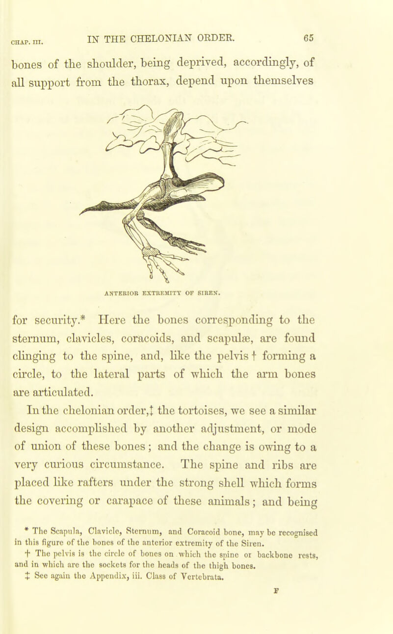 bones of the slioulder, being deprived, accordingly, of all support from the thorax, depend upon themselves for security* Here the bones corresponding to the sternum, clavicles, coracoids, and scapulae, are found clinging to the spine, and, Kke the pelvis t forming a circle, to the lateral parts of which the arm bones are articulated. In the chelonian order,! the tortoises, we see a similar design accomphshed by another adjustment, or mode of imion of these bones; and the change is owing to a veiy curious circumstance. The spine and ribs are placed Kke rafters imder the strong shell which forms the covering or carapace of these animals; and being * The Scapula, Clavicle, Sternum, and Coracoid bone, may be recognised in this figure of the hones of the anterior extremity of the Siren. + The pelvis is the circle of hones on which the spine or backbone rests, and in which arc the sockets for the heads of the thigh bones. X See again the Appendix, iii. Class of Vertchrata. ANTEBIOB EXTKEMITy OF SIHEN.