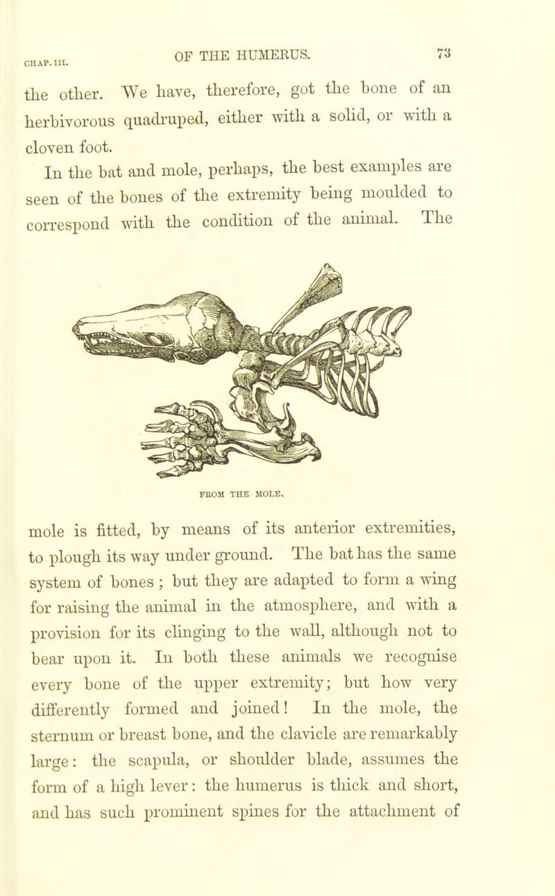 the other. We have, therefore, got the hone of an herbivorous quacbupecl, either with a sohd, or with a cloven foot. In the bat and mole, perhaps, the best examples are seen of the bones of the extremity being moulded to correspond with the condition of the animal. The FROM THE MOLE. mole is fitted, by means of its anterior extremities, to plough its way under ground. The bat has the same system of bones ; but they are adapted to form a wing for raising the animal in the atmosphere, and with a provision for its chnging to the wall, although not to bear upon it. In both these animals we recognise every bone of the upper extremity; but how very differently formed and jouied! In the mole, the sternum or breast bone, and the clavicle are remarkably large: the scapula, or shoulder blade, assumes the form of a high lever: the humerus is tliick and short, and has such prominent spines for the attachment of