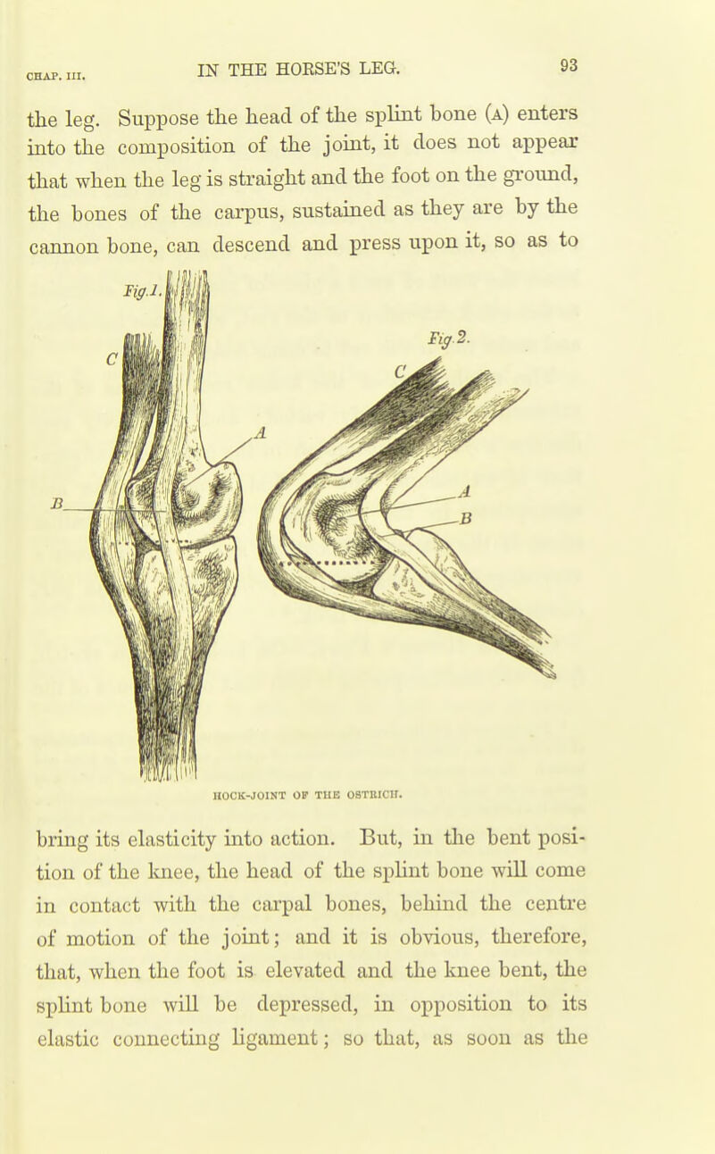 the leg. Suppose the head of the splint bone (a) enters into the composition of the joint, it does not appear that when the leg is straight and the foot on the ground, the bones of the carpus, sustained as they are by the cannon bone, can descend and press upon it, so as to B. HOCK-JOlNT OF THE OSTBICII. bring its elasticity into action. But, in the bent posi- tion of the Imee, the head of the splint bone will come in contact with the carpal bones, behind the centre of motion of the joint; and it is obvious, therefore, that, when the foot is elevated and the knee bent, the splint bone wiU be depressed, in opposition to its elastic connecting ligament; so that, as soon as the