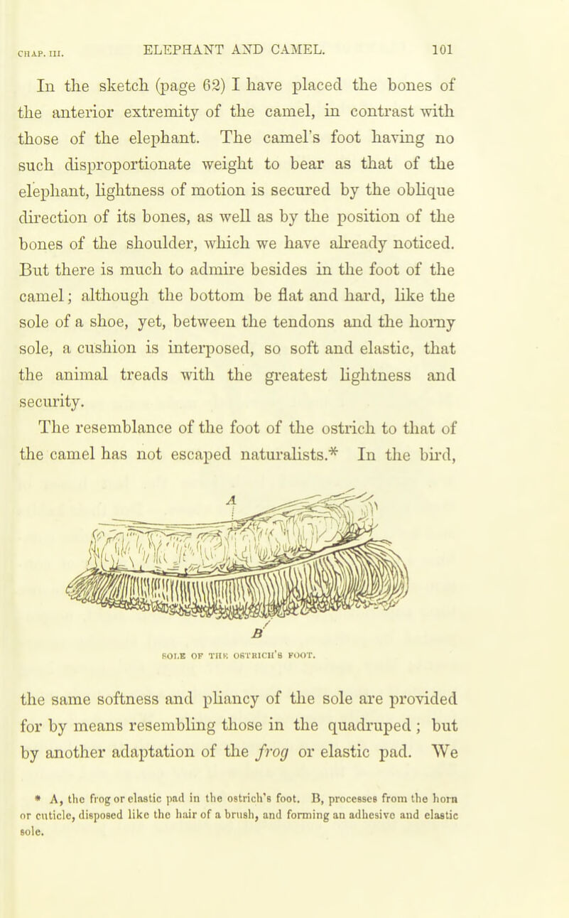 In the sketch (page 62) I have placed the hones of the anterior extremity of the camel, in contrast with those of the elephant. The camel's foot having no such disproportionate weight to bear as that of the elephant, lightness of motion is secured by the obhque direction of its bones, as well as by the position of the bones of the shoulder, which we have already noticed. But there is much to admire besides in the foot of the camel; although the bottom be flat and hard, lilce the sole of a shoe, yet, between the tendons and the horny sole, a cushion is interposed, so soft and elastic, that the animal treads with the greatest lightness and secm'ity. The resemblance of the foot of the ostrich to that of the camel has not escaped naturalists.* In the bird, B POLE OF TiiK ostrich's foot. the same softness and pUancy of the sole are provided for by means resembling those in the quadruped ; but by another adaptation of the frog or elastic pad. We • A, the frog or elastic pad in the ostrich's foot. B, processes from the hoin or cuticle, disposed like the hair of a brush, and forming an adhesive and elastic sole.