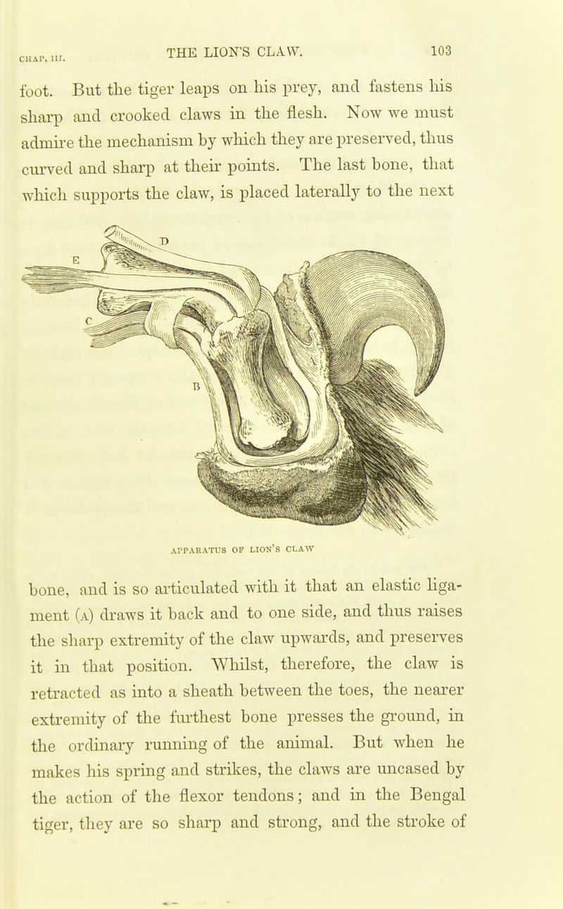 foot. But the tiger leaps on his prey, and fastens his sharp and crooked claws in the flesh. Now we must admire the mechanism by which they are preserved, thus curved and sharp at their points. The last bone, that which supports the claw, is placed laterally to the next ArPAKATUS OP lion's CLAAV bone, and is so ai'ticulated with it that an elastic liga- ment (a) draws it back and to one side, and thus raises the sharp extremity of the claw upwards, and presei-ves it in that position. Whilst, therefore, the claw is retracted as into a sheath between the toes, the nearer extremity of the furthest bone presses the ground, in the ordinary running of the animal. But when he makes his spring and strikes, the claws are uncased by the action of the flexor tendons; and in the Bengal tiger, they are so sharp and strong, and the stroke of