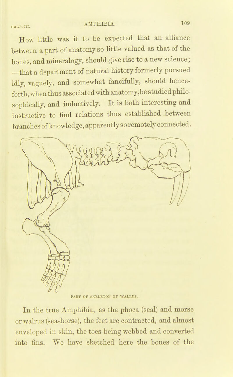 CHAP. How little was it to be expected that an alliance between a part of anatomy so little valued as that of the bones, and mineralogy, should give rise to a new science; —that a department of natural history formerly pursued idly, vaguely, and somewhat fancifully, should hence- forth, when thus associated with anatomy ,be studied philo- sophically, and inductively. It is both interesting and instructive to find relations thus estabhshed between branches of knowledge, apparently so remotely connected. PART OP SKELETON OF WALHrS. In the true Ampliibia, as the phoca (seal) and morse or walrus (sea-horse), the feet are contracted, and almost enveloped in skin, the toes being webbed and converted into fins. We have sketched here the bones of tlie