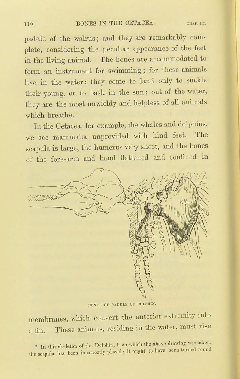 paddle of the walrus; and they are remarkably com- plete, considermg the peculiar appearance of the feet in the living animal. The bones are accommodated to form an instrument for swimming ; for these animals live in the water; they come to land only to suckle their young, or to bask in the sun; out of the water, they are the most unwieldy and helpless of all animals which breathe. In the Cetacea, for example, the whales and dolpliins, we see mammalia unprovided with hind feet. The scapula is large, the humerus very short, and the bones of the fore-arm and hand flattened and confined in TONES OF PADDLE OF DOLPHIK. membranes, wliich convert the anterior extremity into a fin. These animals, residing in the water, must rise • In this skeleton of the Dolphin, from n-hich the ahove drawing was t^kcn the scapula has been incorrcetly placed; it ought to have been turned round