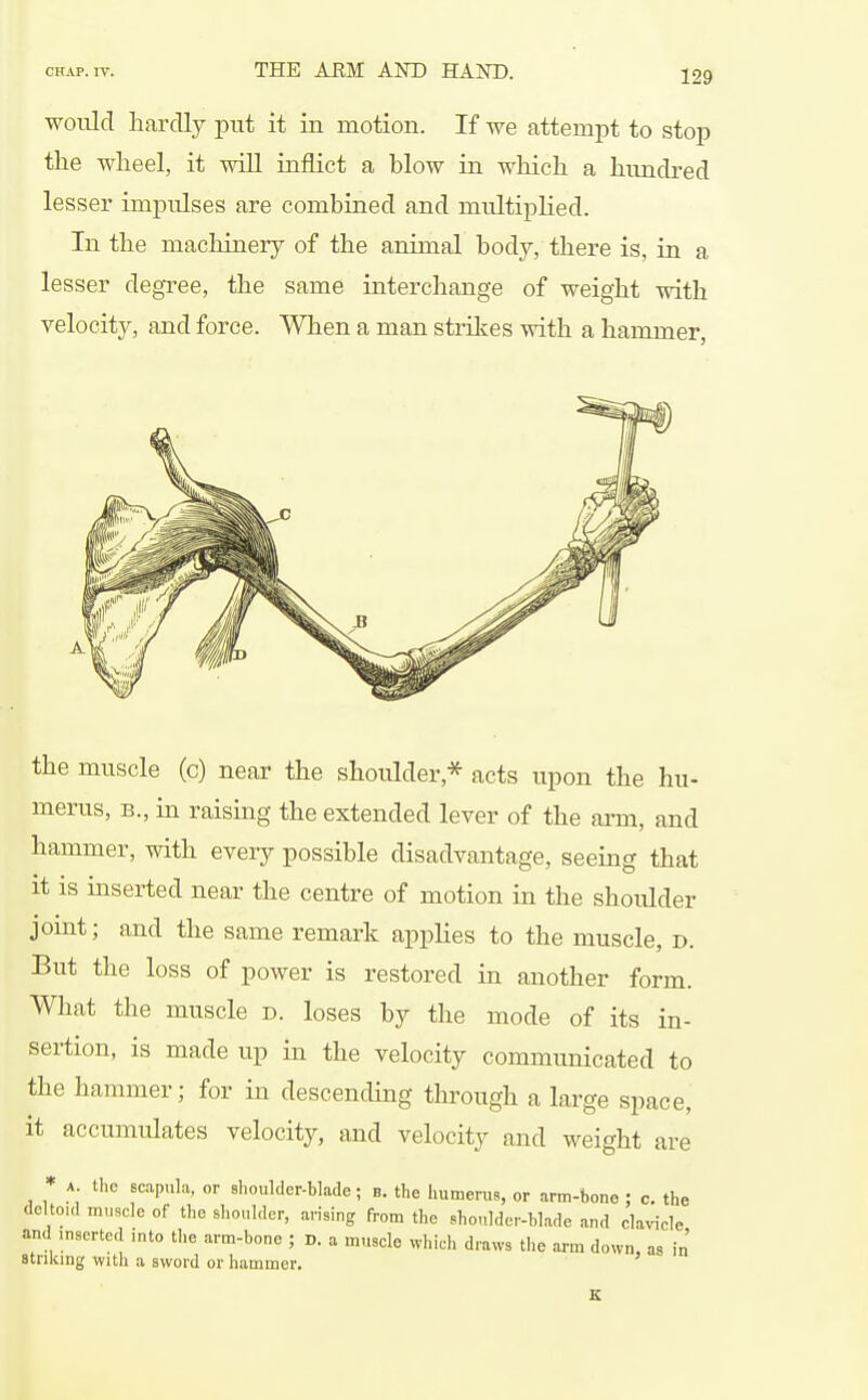 would hardly put it in motion. If we attempt to stop the wheel, it will inflict a blow in which a hundred lesser impulses are combined and multiplied. In the machinery of the animal body, there is, in a lesser degree, the same interchange of weight with velocity, and force. When a man strilves with a hammer. the muscle (c) near the shoulder,* acts upon the hu- merus, B., in raising the extended lever of the arm, and hammer, with every possible disadvantage, seeing that it is inserted near the centre of motion in the shoulder joint; and the same remark applies to the muscle, d. But the loss of power is restored in another form. What the muscle d. loses by the mode of its in- sertion, is made up in the velocity communicated to the hammer; for in descending through a large space, it accumulates velocity, and velocity and weight are * A the Bcapula, or shoulder-blade; b. the humerus, or arm-bone : c. the deltoid muscle of the shoulder, arising from the shoulder-blade and clavicle and inserted into the arm-bone ; D. a muscle which draws the arm down, as in' stnkmg with a sword or hammer. E