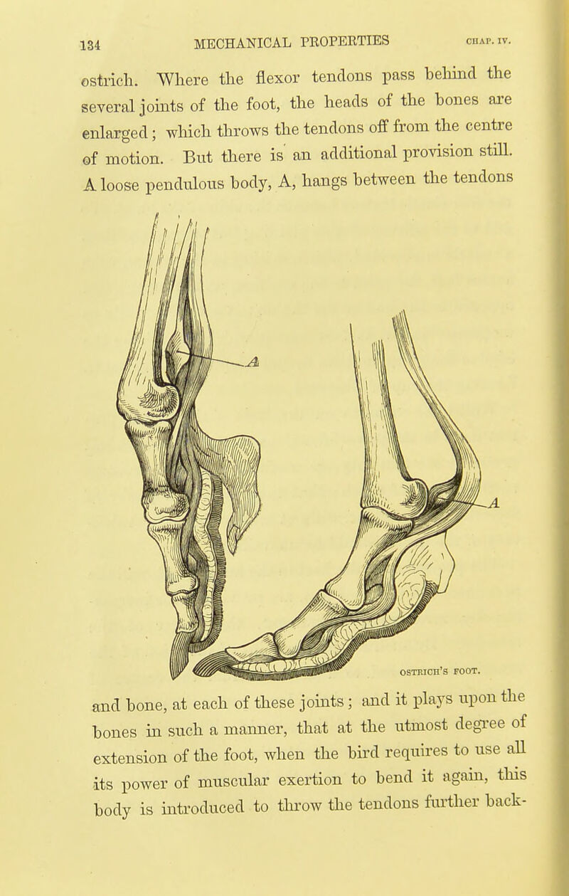 ostrich. Where the flexor tendons pass beliind the several joints of the foot, the heads of the hones are enlarged; which throws the tendons off from the centre of motion. But tlaere is an additional provision stUl. A loose pendulous body, A, hangs between the tendons ostrich's foot. and bone, at each of these joints; aaid it plays upon the bones in such a manner, that at the utmost degree of extension of the foot, when the bird requires to use aU its power of muscular exertion to bend it again, this body is introduced to thi'ow the tendons fm^ther back-