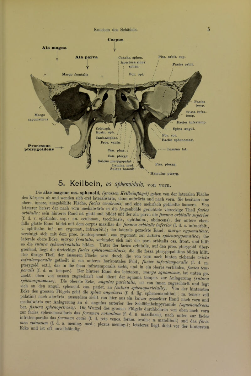 Corpus Margo frontalis Crist.sph. ' ! Kostr. sph. ! Canb.asiphar. Proc. vagin Can. phar. , / I ■! Can. pteryg. , I / Sulcus pterygopalat. / Lamina med. Sulcus hamuli Piss, orbit, sup. Facies orbit. Ala mafirna Ala parva Concha sphen. I Apertura sinus sphen Margo Facies temp. zygomaticus Crista infra- temp. Facies infratemp. Spina angul. Processus pterygoldeus For. rot. ' Facies sphenomax. Lamina lat. Fiss. pteryg. ' Hamulus pteryg. 5. Keilbein, os sphenoidale, von vorn. Die alae luagiiae oss. sphenoid, (grossen li eilhcinflilgel) gehen von der lateralen Flaclie des Korpers ab und wenden sich erst lateralwarts, dann aufwarts und nach vorn. Sie besitzen eine obere, innere, ausgeboblte Flacbe, facies cerehralis, und eine mehi-fach getheilte aussere. Von letzterer heisst der nach vorn medialwarts in die Augenhohle gerichtete viereckige Theil fades orhiialis; sein hinterer Kand ist glatt und bildet rait der ala parva die fssura orhitalis superior (f. d. V. opbthalni. sup.; nn. oculomot., troeblearis, opbtbalm., abducens); der untere eben- lalls glatte Eand bildet mit dera corpus maxillae die fissura orhitalis inferior (f. d. a. infraorbit V. opbtbalm. inf.; nn. zygomat., infraorbit.); der laterale gezackte Rand, margo zygomaticus. vereinigt sicb mit dem proc. frontospbenoid. oss. zygomat. zur sutura sphenozygomatic a- die laterale obere Ecke, margo frontalis, verbindet sicb mit der pars orhitalis oss. front, und bilft so die sutura splicnofrontalis bilden. Enter der facies orhitalis, auf den proc. ptervo-oid iiber- greifend, liegt die dreieckige facies splienomaxillaris, die die fossa pterygopalatina bilden bilft Der ubrige Tbeil der iiusseren Flacbe wird durcb die von vorn nach binten ziebende crista infratemporahs getbeilt in ein unteres borizontales Feld, facies infratemporalis (f. d. m. pterypid. ext.), das in die fossa infratemporalis siebt, und in ein oberes vertikales, facies tem- po! alts (f. d. m. temper.). Der bintere Rand des letzteren, margo squamosus, ist unten o-e. zackt, oben von ausseu zugesebarft und dient der squama temper, zur Anlagerung (sutura sijhenosquamosa). Die oberste Ecke, angulus parietalis, ist von innen zugesebarft nnd leo-t sicb an den angul. sphenoid, oss. pariet. an (sutura sylicnoparietalis). Von der bintersten Ecke des grossen Flugels gebt die spina angularis (f. d. lig. spbenomandibul.; m. tensor veli palatini) nach abwarts; ausserdem ziebt von bier aus ein kurzer gezackter Rand nach vorn und medialwarts zur Anlagerung an d. angulus anterior der Scblafenbeinpyramide (synchondrosis issura sphenopetr^^^^^^^^ Die Wurzel des grossen Flugels durebbobren von ob4 nach vorn zur facies spbenomaxi]laris das forctmen rotundum (f. d. n. maxillaris), nach unten zia faers in L temporalis ([as f^o! amui ovale (f. d. rete venos. foram. ovalis; n. mandibul.) und das fora