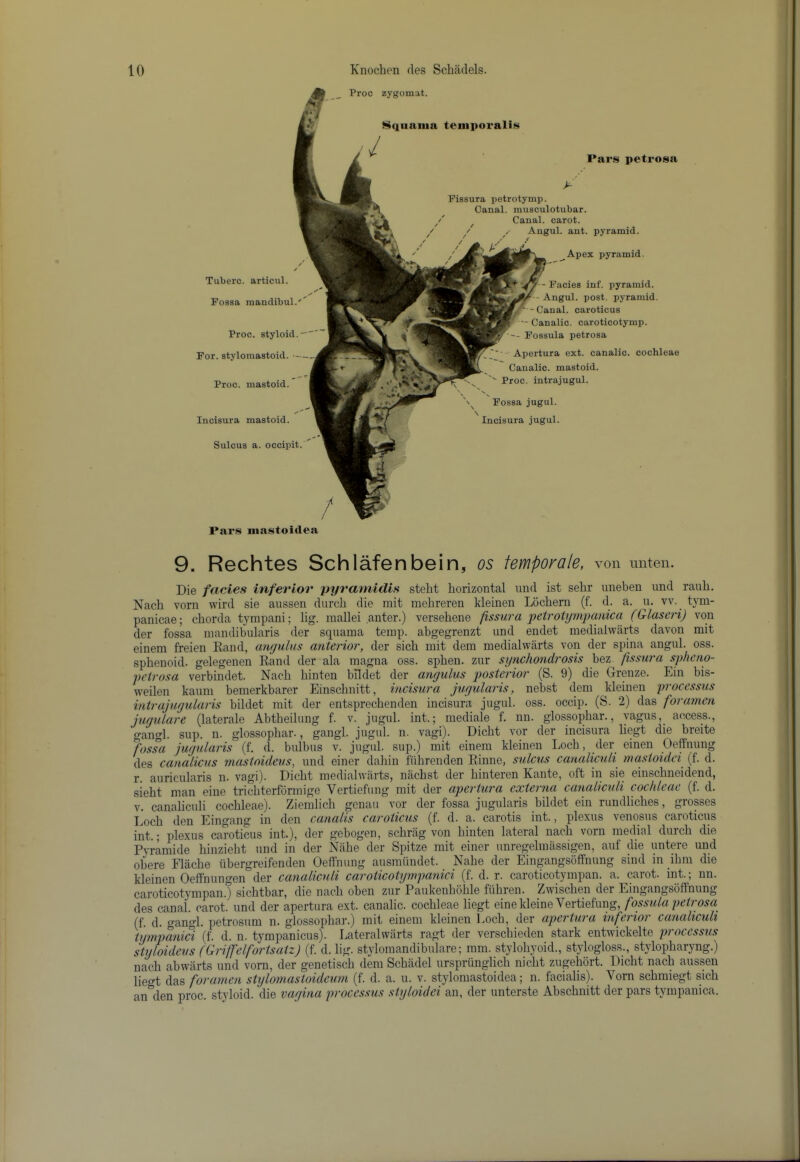 Proc zygomat. f$qiiaiiia temporalis Pars petrosa Tuberc. articul. Possa mandibul.''’ Proc. styloid. For. stylomastoid. Proc. mastoid. Incisura mastoid. Sulcus a. occipit. ' _^Apex pyramid. - Facies inf. pyramid. -- Angul. post, pyramid. -Canal, oaroticus — Canalic. caroticotymp. - Fossula petrosa ' Apertura ext. canalic. cochleae Canalic. mastoid. Proc. intrajugul. s N. ' V Fossa jugul. Incisura jugul. y- Pissura petrotymp. Canal, musculotubar. / Canal, carot. Angul. ant. pyramid. Pars mastoidea 9. Rechtes SchlMenbein, os temporale, von miten. Die facies inferior pyraniidis steht horizontal und ist sehr unebeu und rauh. Nach vorn wird sie aussen durch die niit mehreren kleinen Lochern (f. d. a. u. vv. tj-m- panicae; chorda tympani; lig. mallei anter.) versehene fissura petroiympanica (Glaseri) von der fossa mandibularis der squama temp, abgegrenzt und endet medialwiii’ts davon mit einem freien Rand, angulus anterior, der sich mit dem medialwarts von der spina angul. oss. sphenoid, gelegenen Rand der ala magna oss. sphen. zur synchondrosis bez fissura sphcno- petrosa verbindet. Nach hinten bildet der angulus posterior (S. 9) die Grenze. Ein his- weilen kaum bemerkbarer Einschnitt, incisura juyularis, nebst dem kleinen processus intrajuyularis bildet mit der entsprechenden incisura jugul. oss. occip. (S. 2) das foramen jugulare (laterale Abtheilung f. v. jugul. int.; mediale f. nn. glossophar., vagus, access., anl. sup. n. glossophar., gangl. jugul. n. vagi). Dicht vor der incisura liegt die hreite *fossa jugularis (f. d. bulbus v. jugul. sup.) mit einem kleinen Loch, der einen Oeffnung des canalicus mastoidevs, und einer dahin fiihrenden Riime, sulcus canaliculi ynastoidci (f. d. r. auricularis n. vagi). Dicht mediahvarts, nachst der hinteren Xante, oft in sie einschiieideiid, sieht man eiiie trichterfdrmige Vertiefung mit der apertura externa canaliculi cochleae (f. d. V. canaliculi cochleae). Ziemlich gcnau vor der fossa jugularis bildet ein rundliches, grosses Loch den Eingang in den canalis caroticus (f. d. a. carotis int., plexus venosus caroticus int.; plexus caroticus int.), der gehogen, schriig von hinten lateral nach vorn medial durch die Pvramide hinzieht und in der Niihe der Spitze mit einer unregelmassigen, auf die untere und ohere Elache iibergreifenden Oeffnung ausmiindet. Nahe der Eingangsoffnung sind in ihm die kleinen Oeff'nungen der canaliculi caroticotympanici (f. d. r. caroticotympan. a. carot. int.; nn. caroticotympan.) sichthar, die nach ohen zur Paukenhohle fiihren. Zwischen der Eingangsoffnung des canal, carot. und der apertura e.xt. canalic. cochleae liegt einekleine Vertiefung, fossula peti'osa (f. d. gangl. petrosuni n. glossophar*) mit einem kleinen Loch, der cipcviuTCt hifciioi caualicult tipnpanici (f. d. n. tympanicus). Lateralwarts ragt der verschieden stark entwickelte processus styloideus (Grilfelfortsatz) (f. d. lig. stylomandibulare; mm. stylohyoid., stylogloss., stylopharyng.) nach ahwilrts und vorn, der genetisch dem Schadel urspriinglich nicht zugehort. Dicht nach aussen lieo-t das foramen stylomastoidcum (f. d. a. u. v. stylomastoidea; n. facialis). Vorn schmiegt sich an^den proc. styloid, die vagina processus styloidei an, der unterste Abschnitt der pars tympanica.