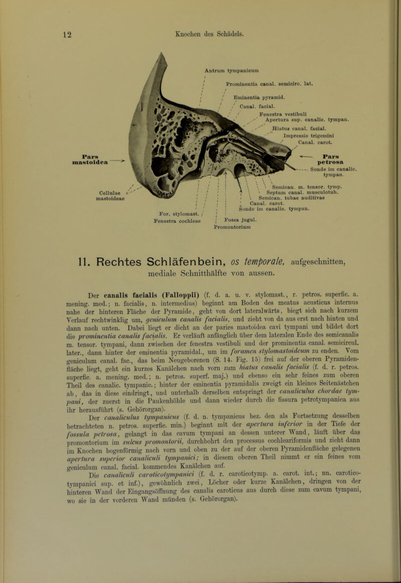 Pars mastoidea Cellulae mastoideae Por. stylomast. / Fenestra cochleae Antrum tympanicum Prominentia canal, semicirc. lat. Eminentia pyramid. Canal, facial. Fenestra vestibuli Apertura sup. canalic. tympan. Hiatus canal, facial. Impressio trigemini Canal, carot. Pars petrosa Sonde im canalic. tympan. \ \ ' ' \ \ '' Semican, m. tensor, tymp. \ ' Septum canal, musculotub. I Semican. tubae auditivae Canal, carot. Sonde im canalic. tympan. Fossa jugul. Promontorium 11. Rechtes SchlMenbein, os fempoyale, aufgesclmitten, mediale Sclinittlialfte von anssen. Der caiialis facialis (Falloppii) (f. d. a. u. v. stylomast., r. petros. superfic. a. mening. mod.; n. facialis, n. intermedius) beginnt am Boden des meatus acusticus interims nahe der hinteren Blache der Pyramide, geht von dort lateralwarts, hiegt sich nach kurzem Verlauf rechtwinklig um, /jcniculum ccinalis fncicilis, und zieht von da aus erst nach hinten und dann nach unten. Dabei liegt er dicht an der paries mastoidea cavi tympani und bildet dort die ’prominentia canalis facialis. Er verlauft anfanglich iiber dem lateralen Ende des semicanalis m. tensor, tympani, dann zwischen der fenestra vestibuli und der prominentia canal, semicircul. later., dann hinter der eminentia pyramidal., um im foramen stylomastoideum zu enden. Vom geniculum canal, fac., das beim Neugeborenen (S. 14. Fig. 15) frei auf der oberen Pyramiden- hache liegt, geht ein kurzes Kanalchen nach vorn zum hiatus canalis facialis (f. d. r. petros. superfic. a. mening. med.; n. petros. superf. maj.) und ebenso ein sehr feines zum oberen Theil des canalic. tympanic.; hinter der eminentia pyraraidalis zweigt ein kleines Seitenastchen ab, das in diese eindringt, und unterhalb derselben entspringt der canaliculus choi dae tym- pani, der zuerst in die Paukenhohle und dann wieder durch die fissura petrotympanica aus ihr herausfiihrt (s. Gehbrorgan). Der canaliculus tympanicus (f. d. n. tympanicus bez. den als Fortsetzung desselben betrachteten n. petros. superfic. min.) beginnt mit der apet luia infciioi in der Tiefe der fossula petrosa, gelangt in das cavum tympani an dessen unterer Wand, lauft fiber das pi’omontorium im sulcus promontorii, durchbohrt den processus cochleariformis und zieht dann \ m Enochen bogenformig nach vorn und oben zu der auf der oberen Pyramidenflache gelegenen apertura superior canaliculi tympanici; in diesem oberen Theil nimmt er ein feines vom geniculum canal, facial, kommendes Kanalchen auf. Die canaliculi caroticotympanici (f. d. r. caroticotymp. a. carot. int.; nn. carotico- tympanici sup. et inf.), gewohnlich zwei, Locher oder kurze Kanalchen, dringen von der hinteren Wand der Eingangsoffnung des canalis caroticus aus durch diese zum cavum tympani, wo sie in der vorderen Wand mfinden (s. Gehororgan).