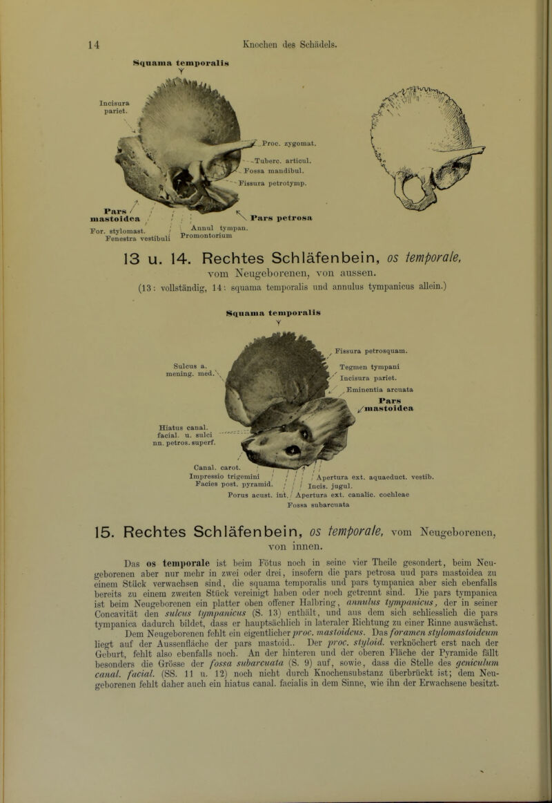 i^qnaiiia temporality Incisura pariet. _Proc. zygomat. ''-Tuberc. articul. Possa maudibul. Fissura petrotymp. Pars I mastoiilea / For. Btylomast. / Fenestra vestibuli , ; \ Pars petrosa 5 Annul tympan. Promontorium 13 u. 14. Rechtes SchlMenbein, os iemporale, Yom Neiigeborenen, von anssen. (13: vollstandig, 14; squama temporalis und annulus tympanicus allein.) ii^qiiama temporalis Y Hiatus canal, facial, u. sulci nn. petros. superf. Canal, carot. Impressio trigemini ' j / ! / Apertura ext. aquaeduct. vestib. Facies post, pyramid. ; j / jugul. Porus acust. int. / Apertura ext. canalic. cochleae Sulcus a. mening. med.\ ^ Fissura petrosquam. Tegmen tymi>ani Incisura pariet. Bminentia arcuata Pars ^mastoidea Fossa subarcuata 15. Rechtes SchlMenbein, os iemporale, vom Neugeborenen, von innen. Das os teinporale ist beim Fotus noch in seine vior Theile gesondert, beim Ncu- geborenen aber nur mehr in zwei oder drei, insofern die pars petrosa uud pars mastoidea zu einem Stlick verwachsen sind, die squama temporalis und pars tympnica aber sicb ebenfalls bereits zu einem zweiten Stiick vereinigt baben oder nocb getrennt sind. Die pars tyrapanica ist beim Neugeborenen ein platter oben offener Halbring, annulus tympanicus, der in seiner Concavitat den sulcus tympanicus (S. 13) entbiilt, und aus dem sich scbliesslich die pars tympanica dadurcb bildet, dass er bauptsachlicb in lateraler Kicbtung zu einer Rinne auswachst. Dem Neugeborenen feblt ein eigentlicberj^roc. mastoideus. Das foramen stylomastoideum liegt auf der Aussenflache der pars mastoid.. Der proc. styloid, verknocbert erst nach der Geburt, feblt also ebenfalls nocb. An der binteren und der oberen Flacbe der Pyramide fallt besonders die Grosse der fossa subarcuata (S. 9) auf, sowie, dass die Stelle des yeniculum canal, facial. (SS. 11 u. 12) nocb nicbt durcb Knocbensubstanz uberbriickt ist; dem Neu- o-eborenen feblt daber aucb ein hiatus canal, facialis in dem Sinne, wie ibn der Erwacbsene besitzt.