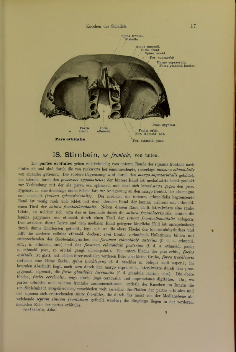 Spina frontal. < Glabella Fovea trocbl. I Incis. ethmoid. Proc. zygomat. , Facies orbit. For. ethmoid, ant. Arcus supercil. Incis. front. / Spina trochl. For. supraorbit. Margo supraorbit. /' Fossa glandul. lacrim. Pars orbitalis \ For. ethmoid, post. 18. Stirnbein, os frontale, von unten. Die partes orbitales gehen rechtwinkelig vom unteren Eande der squama frontalis nach hinten ab imd sind durch die von riickwarts her einschneidende, viereckige incisura ethmoidalis von einander getrennt. Die vordere Begrenzung wird durcb den margo supraorUtalis gebildet, die laterale durch den processus zygomaticus; der hintere Band ist medial warts leicht gezackt zur Verbindung mit der ala parva oss. sphenoid, und setzt sich lateralwarts gegen den proc. zygomat. in eine dreieckige rauhe Flache fort zur Anlagerung an den margo frontal, der ala magna OSS. sphenoid, (sutura sphenofrontalis). Der raediale, die incisura ethmoidalis begrenzende Rand ist wenig rauh und bildet mit dem lateralen Rand der lamina cribrosa oss. ethmoid, einen Theil der sutura frontoethmoidalis. Neben diesem Rand lauft lateralwarts eine rauhe Leiste, an welcher sich vorn das os lacrimale durch die sutura frontolacrimalis, hinten die lamina papyracea oss. ethmoid, durch einen Theil der sutura frontoethmoidalis anlagern. Das zwischen dieser Leiste und dem medialen Rand gelegene liinghche Feld ist unregelmassio- durch diinne Querleisten getheilt, legt sich an die obere Flache des Siebbeinlabyrinthes und hilft die vorderen ceUuIae ethmoid, decken; zwei frontal verlaufende Halbrinnen bilden mit entsprechenden des Siebbeinlabyrinthes das foramen ethmoidale anterius (f. d. a. ethmoid, ant.; n. ethmoid, ant.) und das foramen ethmoidale postcrius (f. d. a. ethmoid, post.- n. ethmoid, post., rr. orbital, gangl. sphenopalat.). Die untere Flache der pars orbit., facies orhitahs, ist glatt, hat niichst ihrer medialen vorderen Ecke eine kleine Grube, fovea trochlearis (seltener eine kleine Zacke, spina trochlearis) (f. d. trochlea m. obliqui oculi super.); im lateralen Abschnitt hegt, nach vorn durch den margo supraorbit., lateralwarts durch den proc. zvgomat. beprenzt, die fossa glandulae lacrimalis (f. d. glandula lacrim. sup.). Die obere Flache, facies cerchralis, zeigt starke juga cerebralia und impressiones digitatae. Da, wo partes orbitales und squama frontalis zusammenstossen, enthalt der Knochen im Innern die von Schleimhaut ausgekleideten, verschieden weit zwischen die Flatten der partes orbitales und der squama sich erstreckenden sinus frontales, die durch das meist von der Medianehene ab weichende septum sinuum frontalium getheilt werden; die Eingiinge liegen in der vorderen medialen Ecke der partes orbitales. ' Spalteholz, Atlas. 2