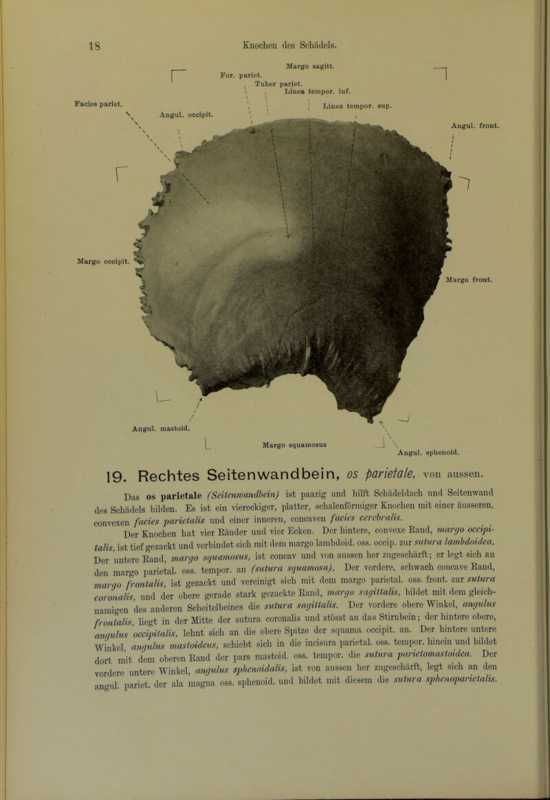 For. pariet. ^ Tuber pariet. Margo sagitt. iriet. Linea temper, iuf. Facies pariet. \ Margo occipit. Margo front. Linea temper, sup. I Angul. front. Angul. occipit. Angul. mastoid. L Margo squamosus Angul. sphenoid. 19. Rechtes Seitenwandbein, os pariefale, a on anssen. Das os parietale (Seitenwandbein) ist paarig und hilft Scliadeldach und Seitenwand des Schadels bilden. Es ist ein viereckiger, platter, scbalenformiger Knoeben mit einer ausseren, convexen facies parietalis und einer inneren, concaven facies cerebralis. Der Knochen hat vier Eiinder und vier Ecken. Der hintere, convexe Eand, margo occipi- talis, ist tief gezackt und verbindet sich mit dem margo lambdoid. oss. occip. zur sutura lamMoidea. Der untere Eand, margo sqna77iosus, ist concav und von aussen her zugescharft; er legt sich an den margo parietal, oss. tempor. an (S7it7i7-a squamosa). Der vordere, schwach concave Eand, margo fi'ontalis, ist gezackt und vereinigt sich mit dem margo parietal, oss. front, zur sutura coronalis, und der obere gerade stark gezackte Eand, 7iiargo sagittalis, bildet mit dem gleich- namigen des anderen Scheitelbeines the sutura sagittalis. Der vordere obere Winkel, a7igulus frontalis, hegt in tier Mitte der sutura coronalis und stosst an das Stirnbein; der hintere ohere, anquUs occipitalis, lehnt sich an die ohere Spitze der squama occipit. an. Der hintere untere winkel a7igulus mastoideus, schieht sich in die incisura parietal, oss. tempor. hinein und bildet dort mit dem oberen Eand der pars mastoid, oss. tempor. die sutwa parietomastoidea. Der vordere untere Winkel, angulus splienoidalis, ist von aussen her zugescharft, legt sich an den an-ul pariet der ala magna oss. sphenoid, und bildet mit diesem die sutura sphc^ioparictalis.