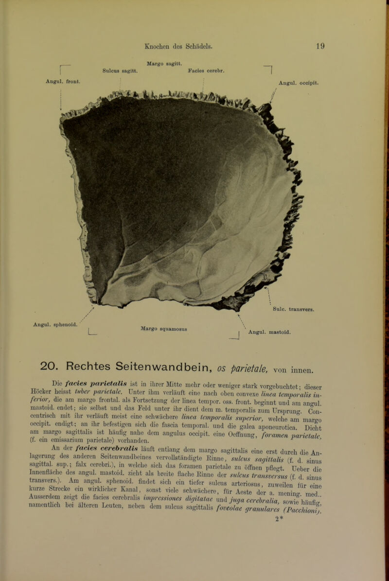 Margo sagitt. Sulcus sagitt. Facies cerebr. Sulc. transvers. Angul. occipit. Angul. front. Angul. sphenoid. ' Margo squamosus -J Angul. mastoid. 20. Rechtes Seitenwandbein, os parietale, von innen. Die facies parietalis ist in ibrer Mitte inebr oder weniger stark vorgebuchtet; dieser Hocker beisst tiihei parietale. Unter ibm verlaiift einc nacb oben convexe liiiea temporalis in- ferior, die am marge frontal, als Fortsetznng der linea temper, ess. front, beginnt und am angul mastoid, endet; sie selbst und das Feld unter ibr dient dem m. temporalis zum Urspruncr. Con- centriscb nut ibr verlauft meist cine scbwiicbere linea temporalis superior, welcbe ani marg-o occipit. endigt; an ibr befestigen sicb die fascia temporal, und die galea aponeurotica. Dicbt am margo sagittabs ist biiufig nabe dem angulus occipit. eine Oeffnung, foramen parietale (f. ein emissarium parietale) vorbandcn. ^ An der /etctes eerebrntts liiiift entlang dem margo sagittalis eine erst durch die An- lagerung des anderen Seitenwandbeines vervoUstiindigte Rinne, stilcm samUalis (t d sinus sagittal, sup ; falx cerebri.), in welcbe sicb das foramen parietale zn offnen pfle»t Ueber die Innenfiaelie des angul. mastoid, ziebt als breite Naclie E.inne der sutcm transverms if ,1 sinus ransvers.). Am angul spbenoid. ftidet sicb ein tiefer sulcus arteriosus, zuweilen fiir Z kurze Strecke em wirkbcber Kauai, sonst vide scbivaebere, fflr Aeste der a. menin.. Ausserdem zeigt die facies Mrebralis tmpressiones dujitaiae and juna ccrcbralia, sowiriiaufiv uameutlicb be. alteren Leuten, uebcu dem sales sagittalis fmeoUe granularc, (Pmcufdj. 2*