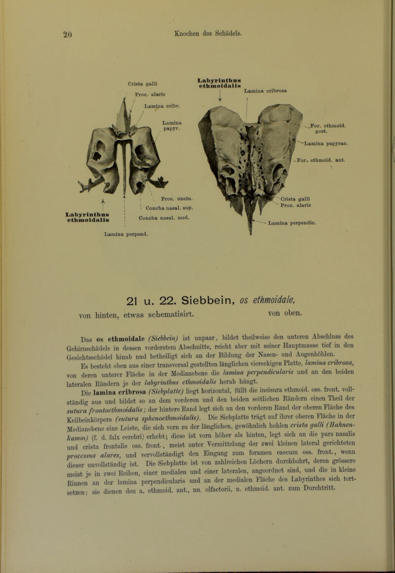 Crista galli ' Proc. alaris / Lamiu; / ina cribr. Lamina papyr. liabyrinthus etlimoidalis \ \ Proc. unoin. 1 Concha nasal, sup. Concha nasal, med. Lamina perpend. liabyrinthns ethmoidalis ■'Lamina papyrac. Lamina cribrosa '— Lamina perpendic. 21 u. 22. Siebbein, os efhmoidale, von hinten, etwas schematisirt. von oben. Das os ethmoidale (Siehhein) ist uupaar, bildet tbeilweise den unteren Abscbluss des Gehirnscbadels in dessen vorderstem Abschnitte, reicbt aber mit seiner Hauptmasse tief in den Gesichtsschadel hinab nnd betbeiligt sich an der Bildung der Nasen- und Augenboblen. Es besteht oben aus einer transversal gestellten langlicben viereckigen Platte, lamina cribrosa, von deren unterer Flache in der Medianebene die lamina perpc7idicularis und an den beiden lateralen Kandern je der lahyrinthus ethmoidalis herab bangt. Die lamina cribrosa (Siebplatte) begt horizontal, fiibt die incisura ethmoid, oss. front, voll- stiindig aus und bildet so an dem vorderen und den beiden seitbchen Randern einen Theil der sutur2 frontocihmoidalis; der hintereRand legt sich an den vorderen Rand der oberen Flache des Keilbeinkbrpers (suiura sphenoeihmoidalis). Die Siebplatte triigt auf ihrer oberen Flache in der Medianebene eine Leiste, die sich vorn zu der langlichen, gewohnhch hohlen crista galli (Hahnen- kamm) (f. d. falx cerebri) erhebt; diese ist vorn hoher als hinten, legt sich an die pars nasalis und crista frontalis oss. front., meist unter Vermittelung der zwei kleinen lateral gerichteten processus alares, und vervollstandigt den Eingang zum foramen caecum oss. front., wenn dieser unvoUstandig ist. Die Siebplatte ist von zahlreichen Lochern durchbohrt, deren grossere meist je in zwei Reihen, einer medialen und einer lateralen, angeordnet sind, und die in kleine Rinnen an der lamina perpendicularis und an der medialen Flache des Labyrmthes sich tort- setzen; sie dienen den a. ethmoid, ant., nn. olfactorii, n. ethmoid, ant. zum Durchtritt.