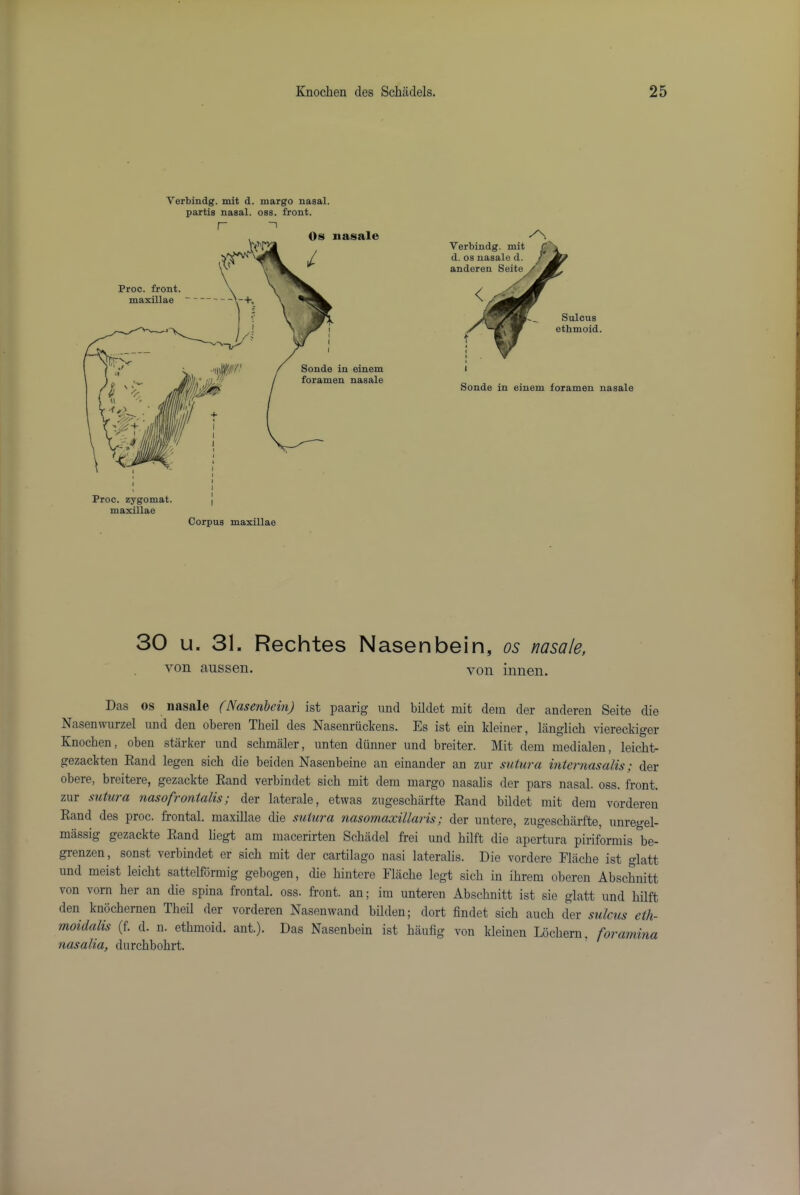 Verbindg. mit d. margo nasal, partis nasal, oss. front. r Sonde in einem foramen nasale 30 u. 31. Rechtes Nasenbein, os nasale, von aussen. von innen. Das os nasjilo (Nuscnhcin) ist paarig und bildot nut dein dor anderen SeitG di© NasGnwurzel und den oberen Theil des Nasenriictens. Es ist ein kleiner, langlicb viereckiger Knochen, oben starker und scbmaler, unten diinner und breiter. Mit dein medialen, leicht- gezackten Eand legen sich die beiden Nasenbeino an einander an zur suiura iniernusalis; der obere, breitere, gezackte Eand verbindet sich mit deni margo nasalis der pars nasal, oss. front, zur sutu7'a nasofronialis; der laterale, etwas zugescharfte Eand bildet mit dein vorderen Eand des proc. frontal, maxillae die suiura nasomaxillaris; der untere, zugescharfte, unregel- miissig gezackte Eand licgt am macerirten Schadel frei und hilft die apertura piriformis be- grenzen, sonst verbindet er sich mit der cartilage nasi lateralis. Die vordere Flache ist glatt und meist leicht sattelformig gebogen, che hintere Flache legt sich in ihrem oberen Abschnitt von vorn her an die spina frontal, oss. front, an; ira unteren Abschnitt ist sie glatt und hilft den knochernen Theil der vorderen Nasenwand bilden; dort findet sich auch der sulcus eih- moiclalis (f. d. n. ethmoid, ant.). Das Nasenbein ist haufig von kleinen Lochern. foramina nasalia, durchbohrt.