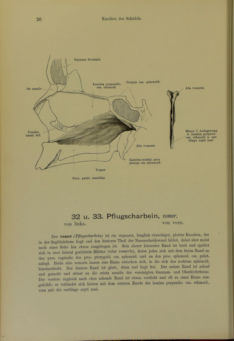 Ala vomeris Binne f. Anlagerung d. lamina perpend, ^oss. ethmoid, u. car- tilage septi nasi 32 u. 33. Pflugscharbein, vomer. von links. von vorn. Der YOiiier (Pflugscharbein) ist ein unpaarer, langlich viereclcigcr, platter Knochen, der in der Sagittalebene liegt nnd den binteren Tbeil der Nasensebeidewand bildet, dabei aber meist nacb einer Seite bin etwas ausgebogen ist. Sein oberer kiirzester Rand ist breit iind spaltet sicb in zwei lateral geriebtete Blatter (alac vomeris), deren jedes sicb mit dem freien Rand an den proc. vaginalis des proc. pterygoid, oss. sphenoid, und an den proc. sphenoid, oss. palat. anlegt. Beide alae vomeris lassen eine Rinne zwischen sicb, in die sicb das rostrum sphenoid. bine°nscbiebt. Der bintere Rand ist glatt, diinn und liegt frei. Der untere Rand ist sebarf und gezackt und stbsst an die crista nasalis der vereinigten Gaumen- und Oberkieferbeine. Der vordere zugleich nacb oben sebende Rand ist etwas verdickt und oft zu einer Rinne aus- o-eboblt- er verbindet sicb binten mit dem unteren Rande der lamina perpendic. oss. ethmoid., vorn mit der cartilage septi nasi.