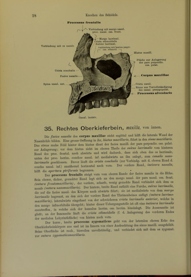 Processus frontalis ^ ^ /\ Verbindung mit margo nasal I ’ -nmn. nasal, oss. front. Verbindung mit os nasale c Crista conchalis Facies nasalis - Spina nasal, ant. proc. nasal, oss. front. ' Margo lacrimal. Crista ethmoidalis / Sulcus lacrimal. / / Verbindung rait lamina papyr. 08B. ethmoid. > / i n Hiatus maxill. Flache zur Anlagerung der pars perpendic. oss. palat. Corpus maxillae ..Crista nasal. , Binne zur Vervollstandigung des canal, pterygopalat. 4-- Processus alveolaris Canal, incisiv. 35. Rechtes Oberkieferbein, mx///a, von innen. Die fades nasalis des corpus maxillae stebt sagittal und bilft die laterale Wand der Nasenbdble bilden. Eine grosse Oeffnung in ibr, hiatus maxillaris, fubrt in den sinus maxillaris. Das etwas raube Feld binter dera hiatus dient der facies maxiU. der pars perpendic. oss. palat. zur Anlagerung; vor dem hiatus ziebt im oberen Tbeile der sulcus lacrimalis vom binteren Rand des proc. frontal, nach abwarts und wird dadurcb, dass sicb oben das os lacrimale, unten der proc. lacrim. conchae nasal, inf. inedialwarts an ibn anlegt, zum canahs naso- lacrimalis gescblossen. Davor lauft die crista conchalis (zur Verbindg. mit d. oberen Rand d. concha nasal, inf.) annabernd horizontal nacb vorn. Der vordere Rand, mcisura nasalis, bilft die ajicrtura 'piriformis begrenzen. . v • tt-i Der processus frontalis steigt vorn vom oberen Rande der facies nasalis in die Hobe. Sein oberer, dicker, gezackter Rand legt sicb an den margo nasal, der pars nasal.^ oss. front. (sutura frontomaxillaris), der vordere, sebarfe, wenig gezackte Rand verbindet sicb dem os nasale (sutura nasomaxillaris). Der bintere, breite Rand entbiilt eine Furcbe, sulcus lacrimalis, die auf die facies nasal, des Korpers nacb abwarts fiibrt; sie ist medialwarts von dem margo lacrimalis begrenzt, an den sicb der vordere Rand des Tbriinenbeines anfugt (sutura lacrimo- maxillaris), lateralwiirts eingefasst von der scbwiicberen crista lacrimalis anterior, welcbe in den margo inft-aorbitalis iibergebt; binter dieser Uebergangsstelle ist oft eine mcisura lacrimalis anzutreffen in welcbe sicb der hamulus lacrim. oss. lacrim. bineinlegt. Die Aussenseite ist glatt; an der Innenseite lauft die crista ethmoidalis (f. d. Anlagerung des vorderen Endes der medialen Labyrinth flache) von binten nacb vorn. Der kurze, breite processus zygomaticiis gebt von der lateralen oberen Ecke des Oberkieferbeinkorpers aus und ist im Innern von einer Ausbuebtung des sinus maxill. ausgeboblt. Seine Oberflacbe ist raub, bisweilen unvollstandig, und verbindet sicb mit dem os zygomat. zur sutura zygomaticomaxillaris.