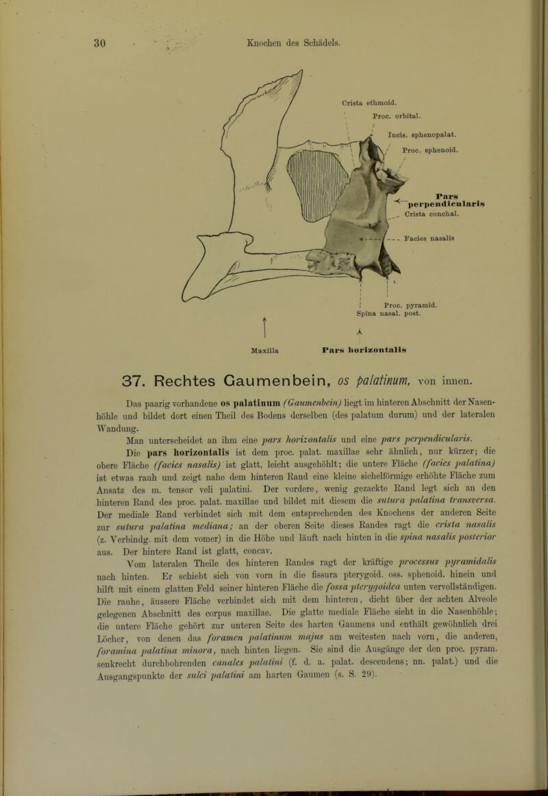 37. Rechtes Gaumenbein, os palafinum, von innen. Das paarig vorhandene os palatinum (Gaumenbein) liegt im hinteren Absclinitt derNasen- hohle und bildet dort einen Theil des Bodens derselben (des palatum durum) und der lateraleii Wanduiig. Man unterscheidet an ibm eine fars horizontalis und eiiie jiars 2>erpendicularis. Die pars horizontalis ist dem proc. palat. maxillae sebr abnlich, nur kiirzer; die obere Flacbe (facies nasalis) glati, leicbt ausgeboblt; die untere Fliicbe (facies palaiina) ist etwas rauh und zeigt nabe dem hinteren Band eine kleine sicbelformige erhobte Flacbe zum Ansatz des m. tensor veli palatini. Der vordere, wenig gezackte Band legt sich an den hinteren Band des proc. palat. maxillae und bildet mit diesem die suiuva palatina ivansvevsa. Der mediate Band verbindet sich mit dem entsprechenden des Knochens der anderen Seite zur suiura palatina mediana; an der oberen Seite dieses Bandes ragt die crista nasalis (z. Verbindg. mit dem vomer) in die Hohe und lauft nach hinten in die spina nasalis posterior aus. Der hintere Band ist glatt, concav. Vom lateralen Theile des hinteren Bandes ragt der kraftige processus pyraniidalis nach hinten. Er schiebt sich von vorn in die fissura pterygoid, oss. sphenoid, hinein und hilft iTut einem glatten Feld seiner hinteren Flacbe die fossa ptenjdoidea unten vervoUstandigen. Die rauhe, aussere Flacbe verbindet sich mit dem hinteren, dicht iiber der achten Alveole gelegenen Abschnitt des corpus maxillae. Die glatte mediate Fliicbe sieht in die Nasenhohle; die untere Fliiche gehort zur unteren Seite des harten Gaumens und enthiilt gewbhnlich drei liicher, von denen das foramen palatinum majris am weitesten nach vorn, die anderen, foramina 2)alatina minora, nach hinten liegen. Sie sind die Ausgange der den proc. pyram. senkrecht durchbohrenden canales palatini (f. d. a. palat. descendens; nn. palat.) und die Ausgangspunkte der sulci palatini am harten Gaumen (s. S. 29). i