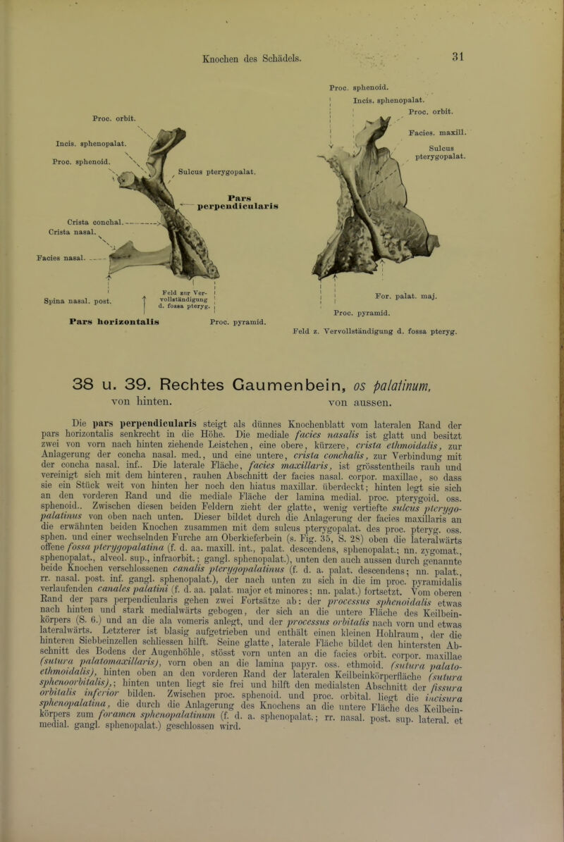 Proc. orbit. Incis. sphenopalat. N t* \ r Proc. sphenoid. ^ Sulcus pterygopalat. Pars perpemllcnlaris Crista conchal Crista nasal. Pacies nasal. Spina nasal, post. Pars horizontalis Feld znr Ver- vollstandigung d. fossa pteryg. Proc. pyramid. Proc. sphenoid. For. palat. maj. Proc. pyramid. Incis. sphenopalat. Proc. orbit. Facies, maxill. Sulcus pterygopalat. Feld z. Vervollstandigung d. fossa pteryg. 38 u. 39. Rechtes Gaumenbein, os palaiinum. von hinten. von anssen. Die pars perpeiidicnlaris steigt als diinnes Knochenblatt vom lateralen Rand der pars horizontalis senkrecht in die Kobe. Die niediale facies nasalis ist glatt imd besitzt zwei von vom nach hinten ziehende Leistchen, eine obere, kiirzere, crista cthmoidalis, zur Anlagernng der concha nasal, med., und eine untere, crista conchalis, znr Verbindung mit der concha nasal, inf.. Die laterale Flache, facies maxillaris, ist grosstentheils rauh und vereinigt sich mit dem hinteren, rauhen Abschnitt der facies nasal, corpor. maxillae, so dass sie ein Stiick weit von hinten her noch den hiatus maxillar. ilberdeckt; hinten legt sie sich an den vorderen Rand und die mediale Flache der lamina medial, proc. pterygoid, oss. sphenoid.. Zwischen diesen beiden Feldern zieht der giatte, wenig vertiefte sulcus ptcrygo- palatimis von oben nach unten. Dieser bildet durch die Anlagerung der facies ma.xillaris an die erwahnten beiden Knochen zusammen mit dem sulcus pterygopalat. des proc. pteryo-. oss. sphen. und einer wechselnden Furche am Oberkieferbein (s. Fig. 35, S. 28) oben die lateralivarts (M&hq fossa pteiygopalatina (f. d. aa. maxill. int., palat. descendens, sphenopalat.; nn. zygomat., sphenopalat., alveol. sup., infraorbit.; gangl. sphenopalat.), unten den auch aussen durch genannte beide Knochen verschlossenen canalis pteryyopalatirms (f. d. a. palat. descendens; nn. palat., IT. nasal, post, inf gangl. sphenopalat.), der nach unten zu sich in die im proc.’ pyrainidalis verlaufenden canales palatini (f d. aa. palat. major et minores; nn. palat.) fortsetzt. Vom oberen Rand der pars perpeiidicnlaris gehen zwei Fortsatze ab: der processus sphenoidalis etwas nach hinten und stark medialwiirts gebogen, der sich an die untere Flache des Keilbein- kbi-pers (S. 6.) und an die ala vomeris anlegt, und der processus orUtalis nach vorn und etwas lateralwarts. Letzterer ist blasig aufgetrieben und enthalt einen kdeinen Hohlraum der die hinteren Siebbeinzellen schliessen hilft. Seine giatte, laterale Fliiclie bildet den hintersten Ab- schmtt des Rodens der Augenhohle, stbsst vorn unten an die facies orbit, corpor. maxillae (sutura palatotnaxillarisj, vorn oben an die lamina papyr. oss. ethmoid (sutura valato etlmoidahs) hmiQn oben an den vorderen Rand der lateralen Keilbeinkurpcrflache fsutura spheuoorbitahs),-^ hinten unten liegt sie frei und hilft den medialsten Abschnitt der tUsura orbitalts mfenor bilden. Zwischen proc. sphenoid, und proc. orbital, liegt die incisura sphenopalatina, die durch die Anlagerung des Knochens an die untere Flache des Keil'bein korpers 7Ami foramen sphenopalatinum (f d. a. sphenopalat.; rr. nasal, post. sun. lateral et medial, gangl. sphenopalat.) geschlossen wird.