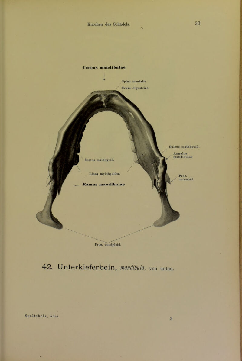 Coi’pns mandibulae Sulcus mylohyoid. Liuea mylohyoidea Itanuis mandibulae Spina meutalis Fossa digastrica Sulcus II Angul ■X mandi Proc. condyloid. 42. Unterkieferbein, mandibula, von miten. Spalteholz, Atlas. 3