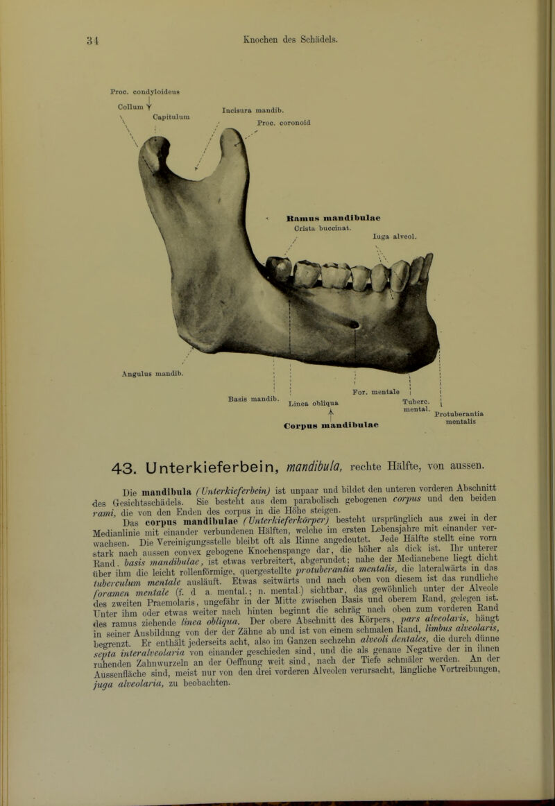 Proc. condyloideus Collum i lucisura mandib. Proc. coronoid Ramus iiiandibulae Crista buccinat. luga alveol. \ Capitulum \ \ ; Angulua mandib. For. mentale Basis mandib. Linea obliqua A Tuberc. mental. Corpus mandibulae Protuberantia mentalis 43. Unterkieferbein, mandibula, rechte Haifte, von aussen. Die maudibula (Unierkieferhein) ist impaar und bildet den unteren vorderen Abscbnitt des Gesichtsscbadels. Sie besteht aus deni paraboliscb gebogenen corpus und den beiden rarni, die von den Enden des corpus in die Hbhe steigen. . • , Das corpus mandibulae (JJnterkieferkorper) besteht ursprunglich aus zwei m der Medianlinie mit einander verbundenen Halften, welche im ersten Lebensjahre rait einander ver- wachsen. Die Vereinigungsstelle bleibt oft als Rinne angedeutet. Jede Halfte stellt erne vorn stark nach aussen convex gebogene Knochenspange dar die hoher als dick ist. Ihr untcrer Rand. basis mandihnlac, ist etwas verbreitert, abgerundet; nahe der Medianebene hegt dicht liber ihm die leicht rollenformige, quergestellte protuberantia mentahs, Axq lateralwarts iubcrculuni mentale auslauft. Etwas seitwarts und nach oben von diesem ist das rundhcJie foramen mentale (f. d a. mental.; n. mental) sichtbar, das gewohnlich unter der Alveole des zweiten Praemolaris, ungeftihr in der Mitte zwischen Basis und oberem Rand, gelegen ist. Unter ihm oder etwas weiter nach hinten heginnt die schrag nach ohen zum vorderen Rand <les ramus ziehende linea obliqua. Der ohere Abschnitt des Korpers, pars alveolaris, haiigt in seiner Ausbildung von der der Ziihne ab und ist von einem schmalen Rand hmbus alveolaris, beffrenzt. Er enthalt jederseits acht, also im Ganzen sechzehn alveoli dentales, die durch duiine septa interalveolaria von einander geschieden sind, und die als genaue Negative der in ihnen ruhenden Zahnwurzeln an der Oeffnung weit sind, nach der Tiefe schmiller werden An der Aussenflache sind, nieist nur von den drei vorderen Alveolen verursacht, langhche Vortreibungen, juga alveolaria, zu heohachten.