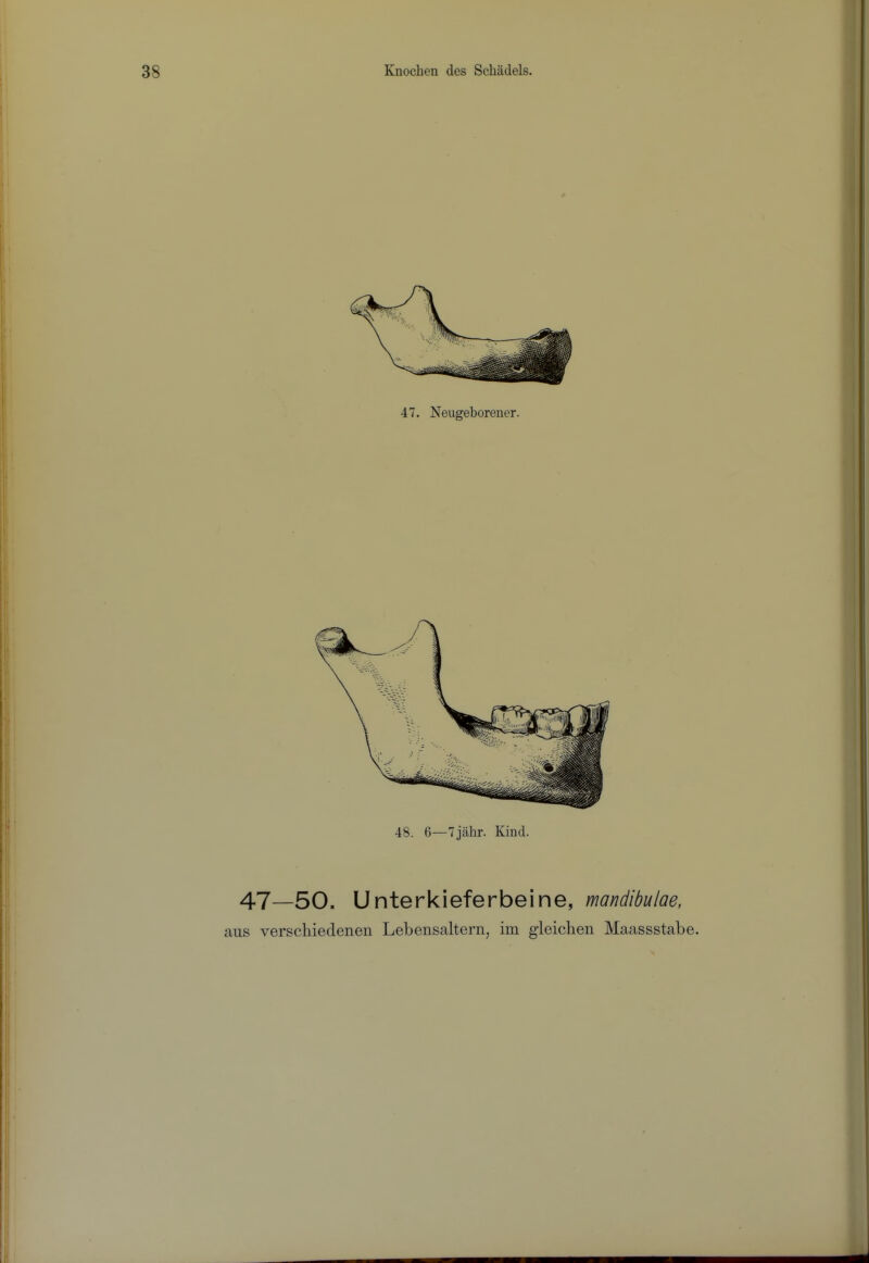 47. Neugeborener. 48. 6—7jahr. Kind. 47—50. Unterkieferbeine, mandibulae, aus verschiedenen Lebensaltern, im gleiclieii Maassstabe.