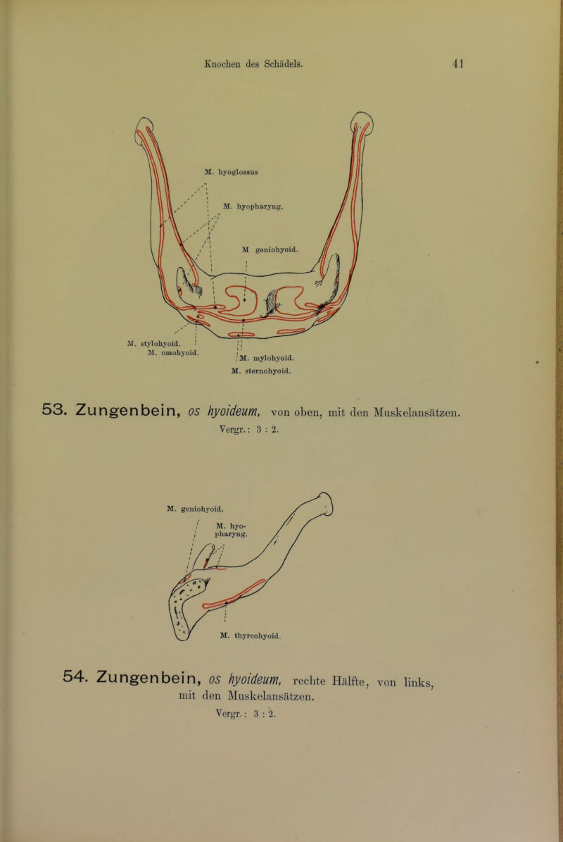 t Knochen des Schadels. 41 I !i -i I 53. Zung6nb6in, os hyoideum, von oben, mit den Muskelansatzen. Vergr.: 3 : 2. 54. Zungenbein, os hyoideum, rechte Halfte, von links, mit den Muskelansatzen. Vergr.; 3 : 2. V