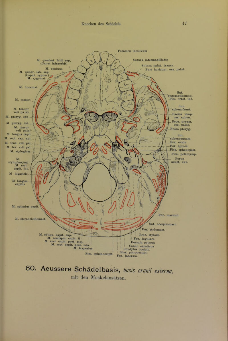 M. sternocleidomast. 3?or. mastoid. Sut. occipitomast. , For. stylomast. M. obliqu. capit. sup. M. s&mispin. capit Af. rect. capit. post. maj. i | j M. rect. capit. post. min.' ; M. trapezius [ Fiss. sphenoccipit! Petrooccipit For. lacerum. ' Proc. styloid. • ; ■' For. jugulare ; Fossula petrosa I Canal, caroticus Condylus occipit. M. quadrat labii sup. (Caput iufraorbit) M. caninus M. quadr. lab. sup. (Caput, zygom.) M. zygomat. M. buccinat M. masset M. splenius capit. M. stylopharyng. ' M rect. capit. lat. M digastric. HI longiss. ■ capitis Foramen incisivum Siitura interraaxillaris Siitura palat. transv. Pars horizon!, oss. palat. Sut. sphenofront. Facies temp oss. sphen. Proc. pyram. oss. palat. Fossa pteryg. M pteryg. int M. tensor veli palat- M. longus capit. M. rect. cap. ant. M. tens, veli pal. M. lev. veli pal. M. stylogloss. Sut. zygomaticomax. .dTiss. orbit, inf. Sut. sphenosquam. For. ovale For. spinos. Fiss. sphenopetr. . Fiss. petrotymp. Porus acust. ext. M. tensor veli palat. M. pteryg. ext. . Aeussere Schadelbasis, basis cranii externa, mit den Muskelansiltzen. 60