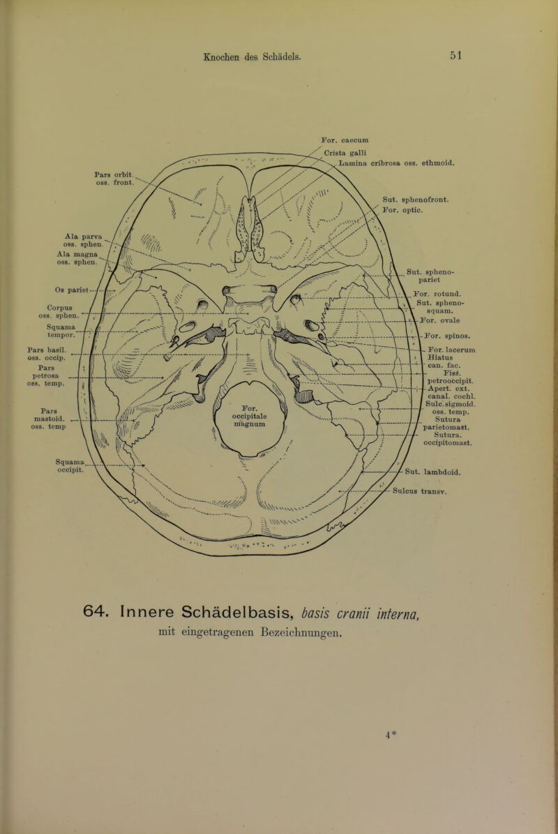 Pars orbit. OSS. front. For. caecum Crista galli Lamina cribrosa oss. ethmoid. Sut. sphenofront. For. optic. Ala parva oss. sphen. Ala magna^ oss. sphen. Os pariet Corpus oss. sphen. Squama temper. Pars basil, oss. occip. Pars petrosa oss. temp. Pars mastoid, oss. temp Squama_..\.. occipit. Sut. spheno- pariet For. rotund. Sut. spheno- squam. L-For. ovale j-For. spines. - For. lacerum Hiatus can. fac. FisS. petrooccipit. Apert, ext. canal, cochl. Sulc. sigmoid. oss. temii. Sutura parietomast. Sutura. occipitomast. Sut. lambdoid. - Sulcus transv. 64. Innere Schadelbasis, basis cranii interna, mit eingetragenen Bezeiclinmigen. 4 *