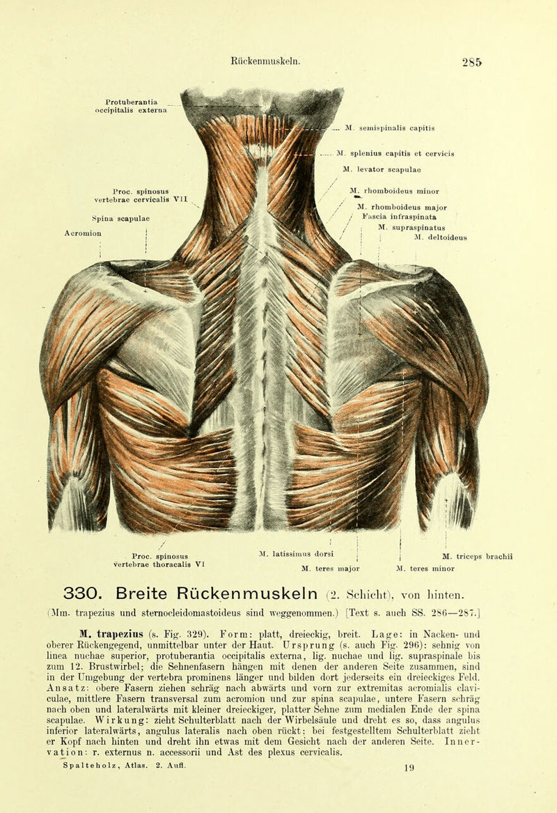 330. Breite Rückenmuskeln (2. Schicht), von hinten. (^[ra. trapezius und sternocleidomastoideus sind weggenommen.) [Text s. auch SS. 286—287.] M. trapezius (s. Fig. 329). Form: platt, dreieckig, breit. Lage: in Nacken- und oberer Riickengegend, unmittelbar unter der Haut. Ursprung (s. auch Fig. 29(5): sehnig von linea nuchae superior, protuberantia occipitahs externa, lig. nuchae und lig. supraspinale bis zum 12. Brustwirbel; die Sehnenfasern hängen mit denen der anderen Seite zusammen, sind in der Umgebung der vertebra prominens länger und bilden dort jederseits ein dreieckiges Feld. Ansatz; obere Fasern ziehen schräg nach abwärts und vorn zur extremitas acromialis davi- culae, mittlere Fasern transversal zum acromion und zur spina scapulae, untere Fasern schräg nach oben und lateralwärts mit kleiner dreieckiger, platter Sehne zum medialen Ende der spina scapulae. Wirkung: zieht Schulterblatt nach der Wirbelsäule und dreht es so, dass angulus inferior lateralwärts, angulus lateralis nach oben rückt; bei festgestelltem Schulterblatt zieht er Kopf nach hinten und dreht ihn etwas mit dem Gesicht nach der anderen Seite. Inner- vat^ion: r. externus n. accessorii und Ast des plexus cervicalis. Spalteholz, Atlas. 2. Aufl. ig