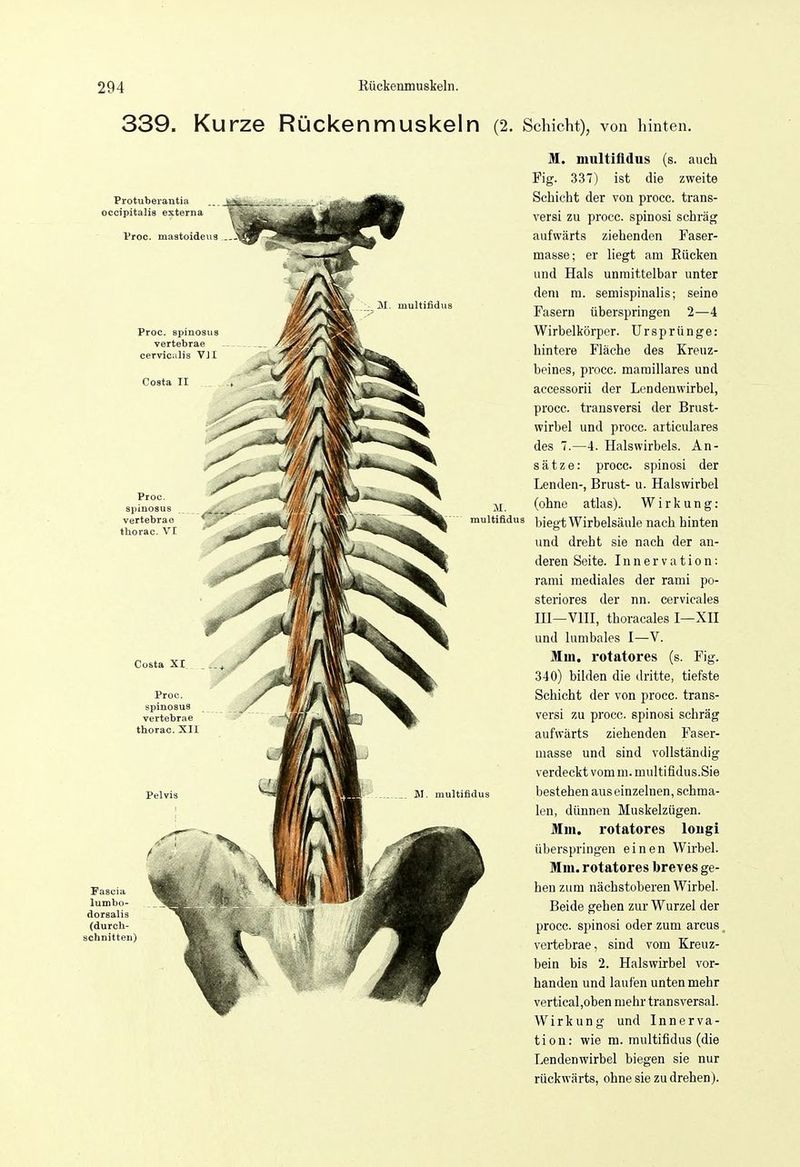 339. Kurze Rückenmuskeln (2. Schicht), von hmten. Protubeiantia occipitalis externa Vroc. maatoideug Proc. spinosus vertebrae cervicalis VJI Costa II Proc. spinosus vertebrao thorac. VI M. multifldus (s. auch Fig. 337) ist die zweite Schicht der von procc. trans- versi zu procc. spinosi schräg aufwärts ziehenden Faser- masse; er liegt am Eücken und Hals unmittelbar unter dem m. semispinalis; seine Fasern überspringen 2—4 Wirbelkörper. Ursprünge: hintere Fläche des Kreuz- beines, procc. maraillares und accessorii der Lendenwirbel, procc. transversi der Brust- wirbel und procc. articulares des 7.—4. Halswirbels. An- sätze: procc. spinosi der Lenden-, Brust- u. Halswirbel (ohne atlas). Wirkung: muitifidus biegt Wirbelsäule nach hinten und dreht sie nach der an- deren Seite. Innervation: rami mediales der rami po- steriores der nn. cervicales HI—Vni, thoracales I—XH und lumbales I—V. Min. rotatores (s. Fig. 340) bilden die dritte, tiefste Schicht der von procc. trans- versi zu procc. spinosi schräg aufwärts ziehenden Faser- masse und sind vollständig verdeckt vom m. multifidus.Sie bestehen aus einzelnen, schma- len, dünnen Muskelzügen. Mm. rotatores loiigi überspringen einen Wirbel. Mm. rotatores breves ge- hen zum nächstoberen Wirbel. Beide gehen zur Wurzel der procc. spinosi oder zum arcus, vertebrae, sind vom Kreuz- bein bis 2. Halswirbel vor- handen und laufen unten mehr vertical,oben mehr transversal. Wirkung und Innerva- tion: wie m. muitifidus (die Lendenwirbel biegen sie nur rückwärts, ohne sie zu drehen).