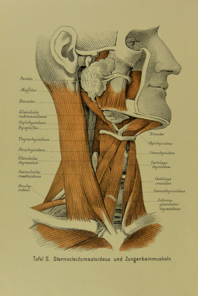 Parolis Majßl. Bivmter G larululcL/ siihmcuaZlaris Süjlohyoideuj;.. Hijo^lofjiis Thijreohy oid&us Onwhyoidnis . Glojzdiilco thjjreoideo/ St£rnoele.ido= rncUitoidsiis Omohy oideus ' iMy lohy o ideus S ternoTty oideus CarUZago Oiyreovderu Carülago cricoideu/ . Sterrwihyrcaideus Jsihmus glandiiLcbC- thgreßideu^ Tafel n. Sfernocleidomastoideus und Zungenbeinmuskeln.