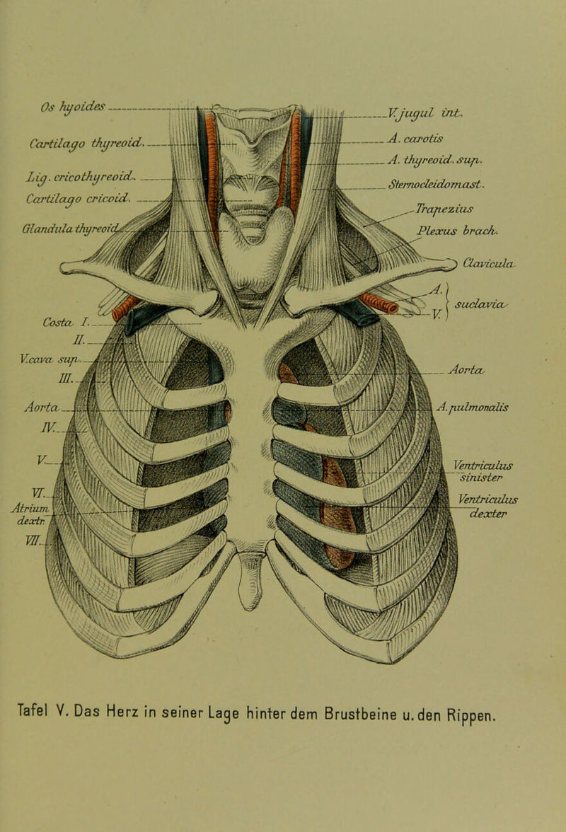 Ventriculus Atrium Ventriculus Os hyoides Cartilayo thyreoid. Liy. cricothyreoid Cartilayo cricoid. Glandula V.Juyul int. A. carotis A. thyreoid- sufi. Sternocleidomast. Trajiezius Plexus brach-. Clavicula suclaviay Aorta- A.p.ulmoncdis Costa I. II. V.cava sujv. m. Aorta-