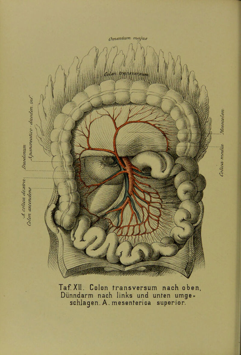 Omentum nuijujt Taf.XII. Colon Iransversum nach oben, Dünndarm nach links und unten umge* schlagen. A. mesenterica superior.